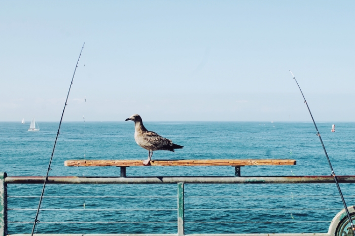 ©tigerrulezzz photography Redondo Beach