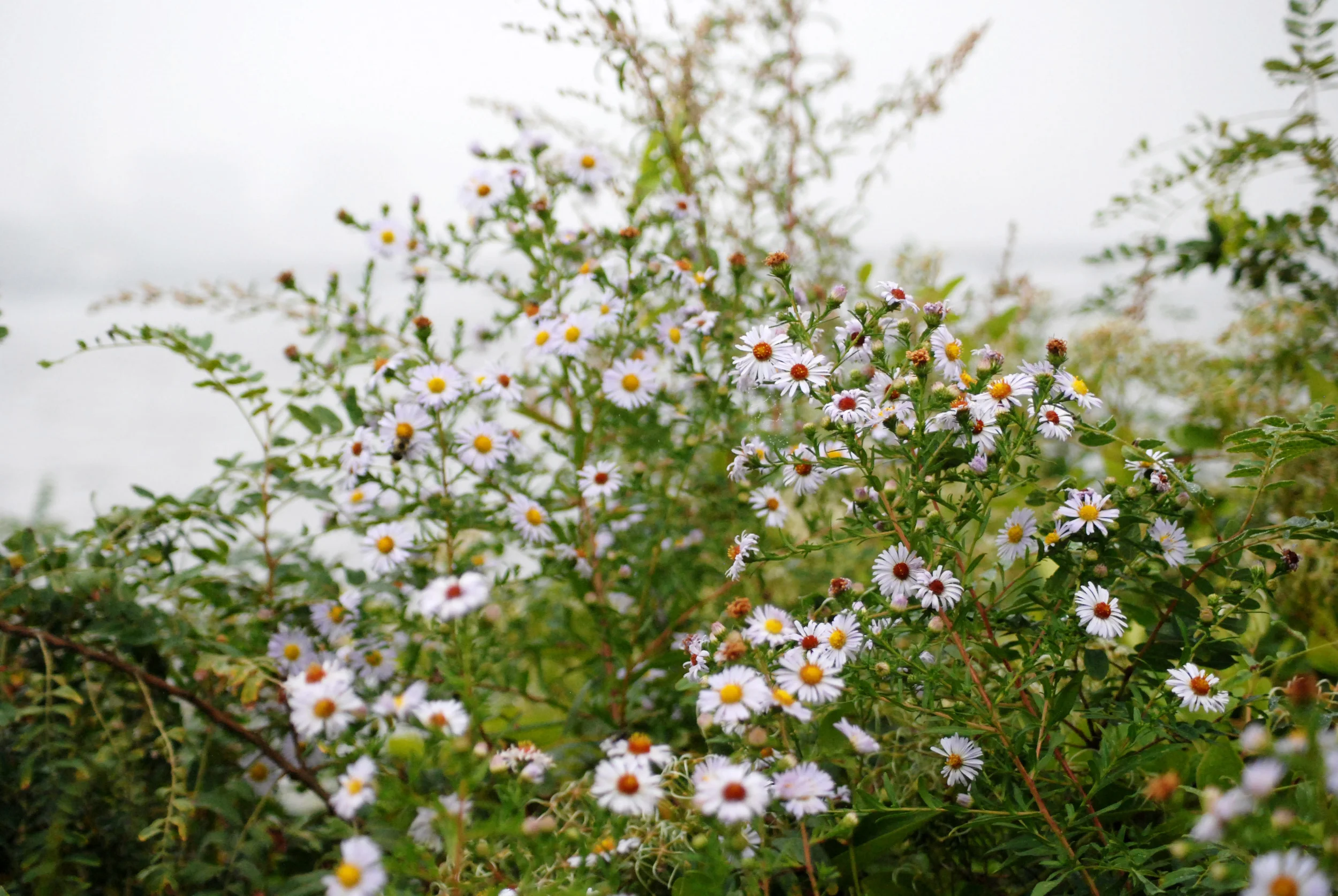 Pink flowers