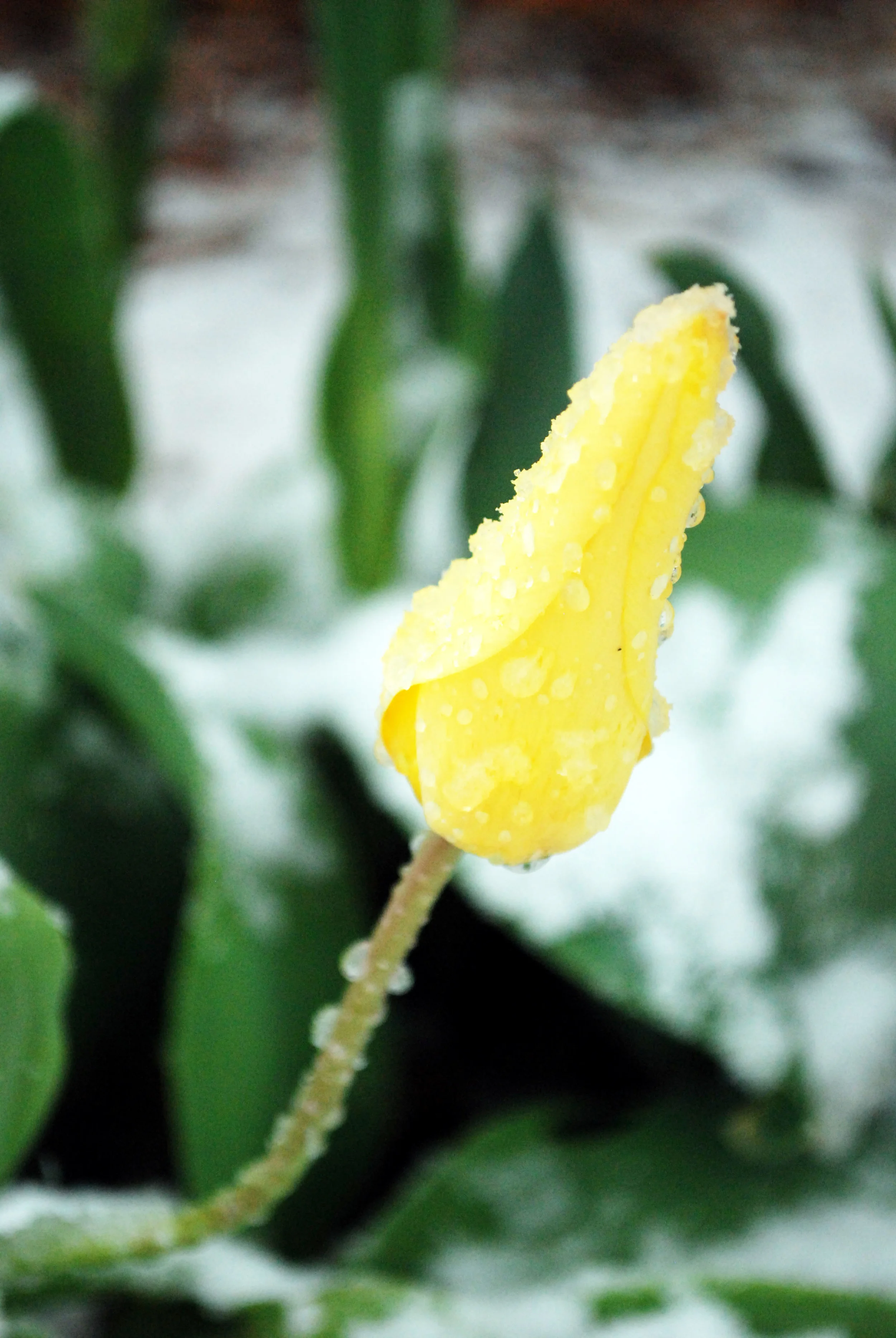 Yellow flower covered in frost