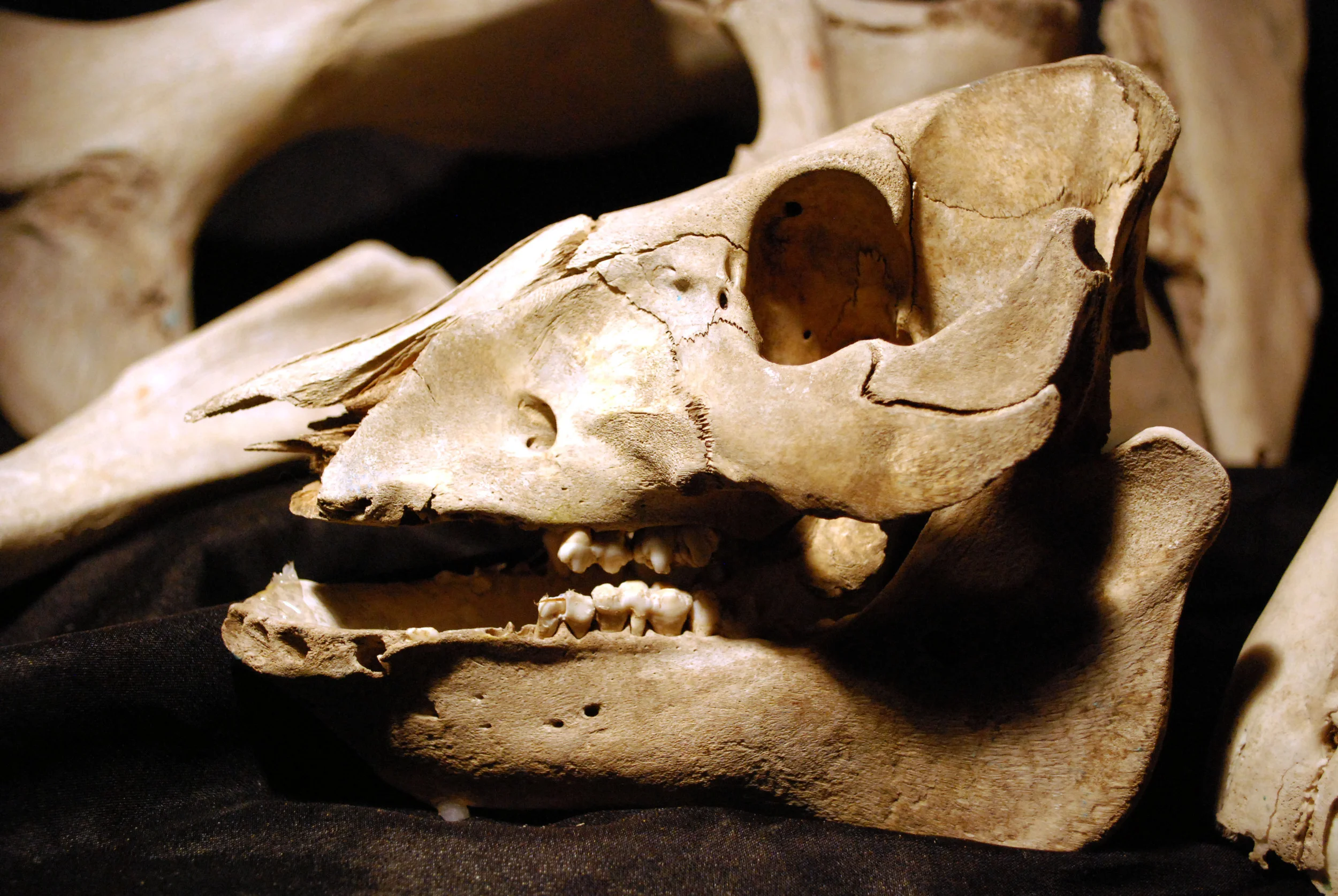 Deer skull