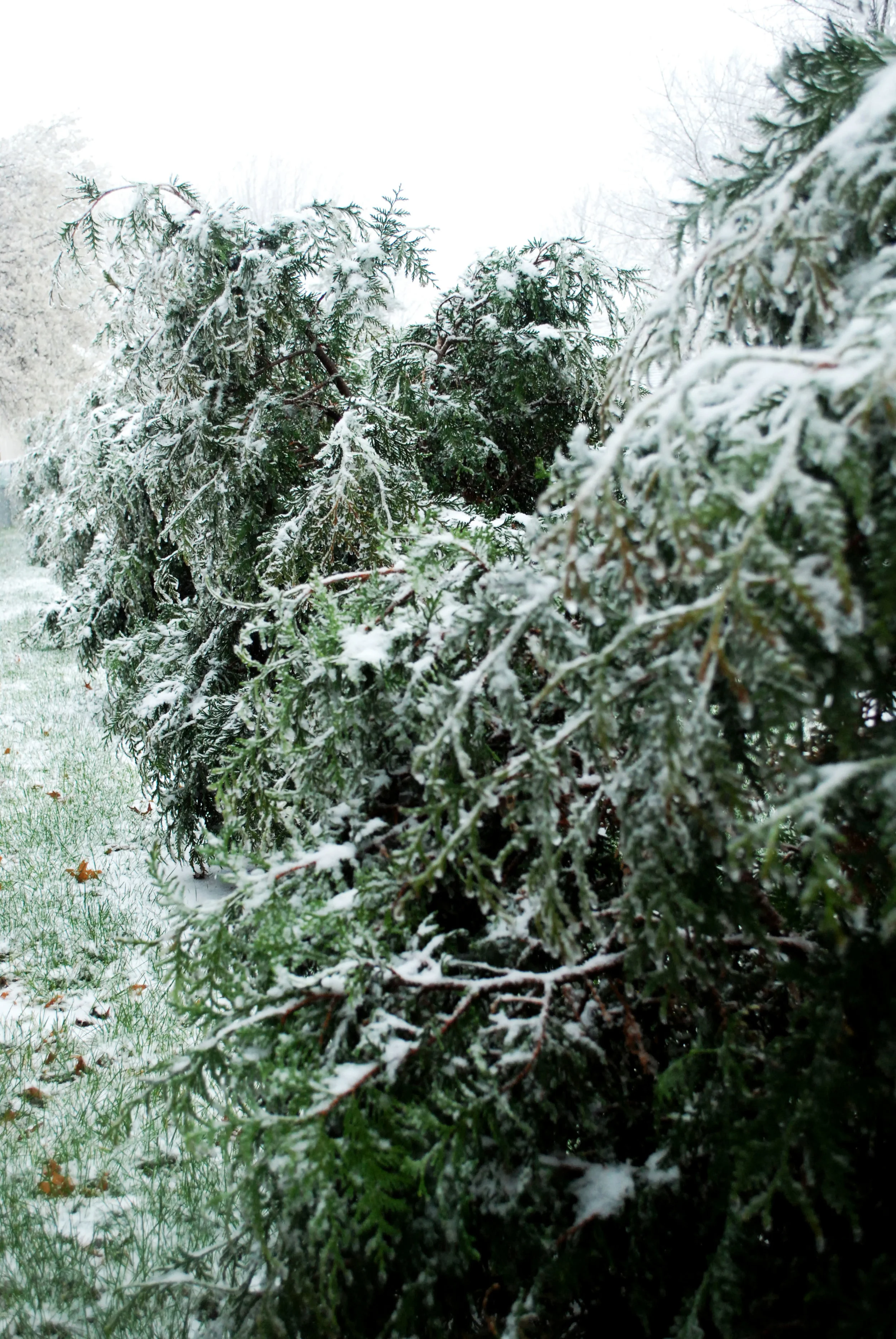 Frost on small pine trees