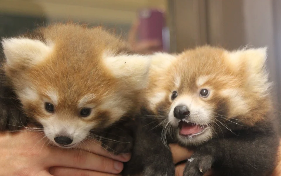 Loofah and Doofah made their first public appearances at International Red Panda Day. Photo Credit: Maria Simmons.