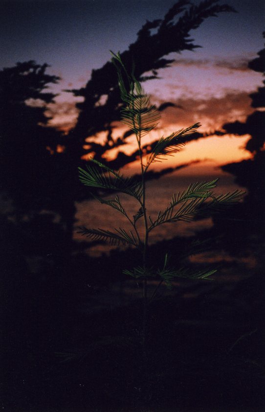 calbigsursapling171.jpg
