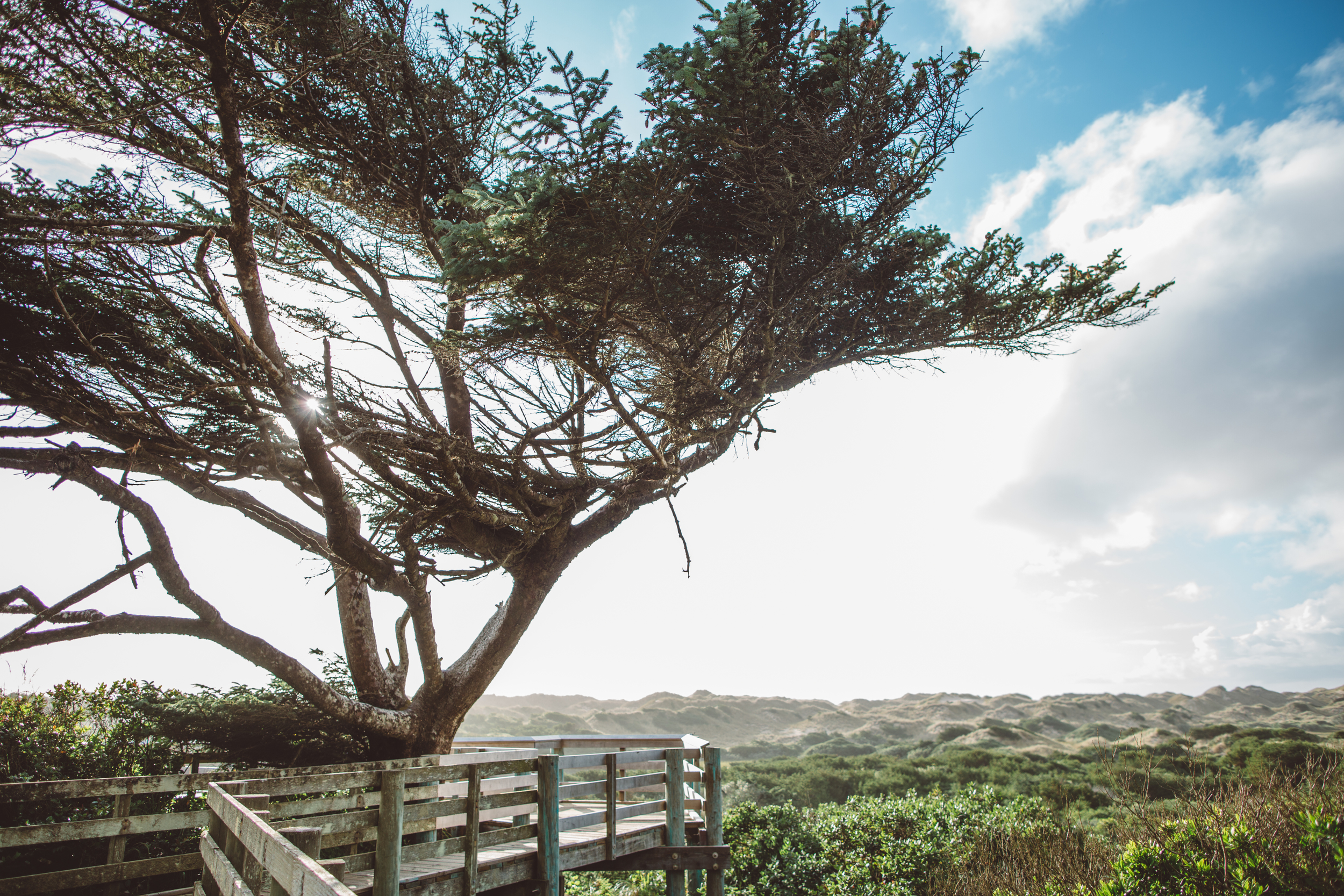 tree-9850.jpg