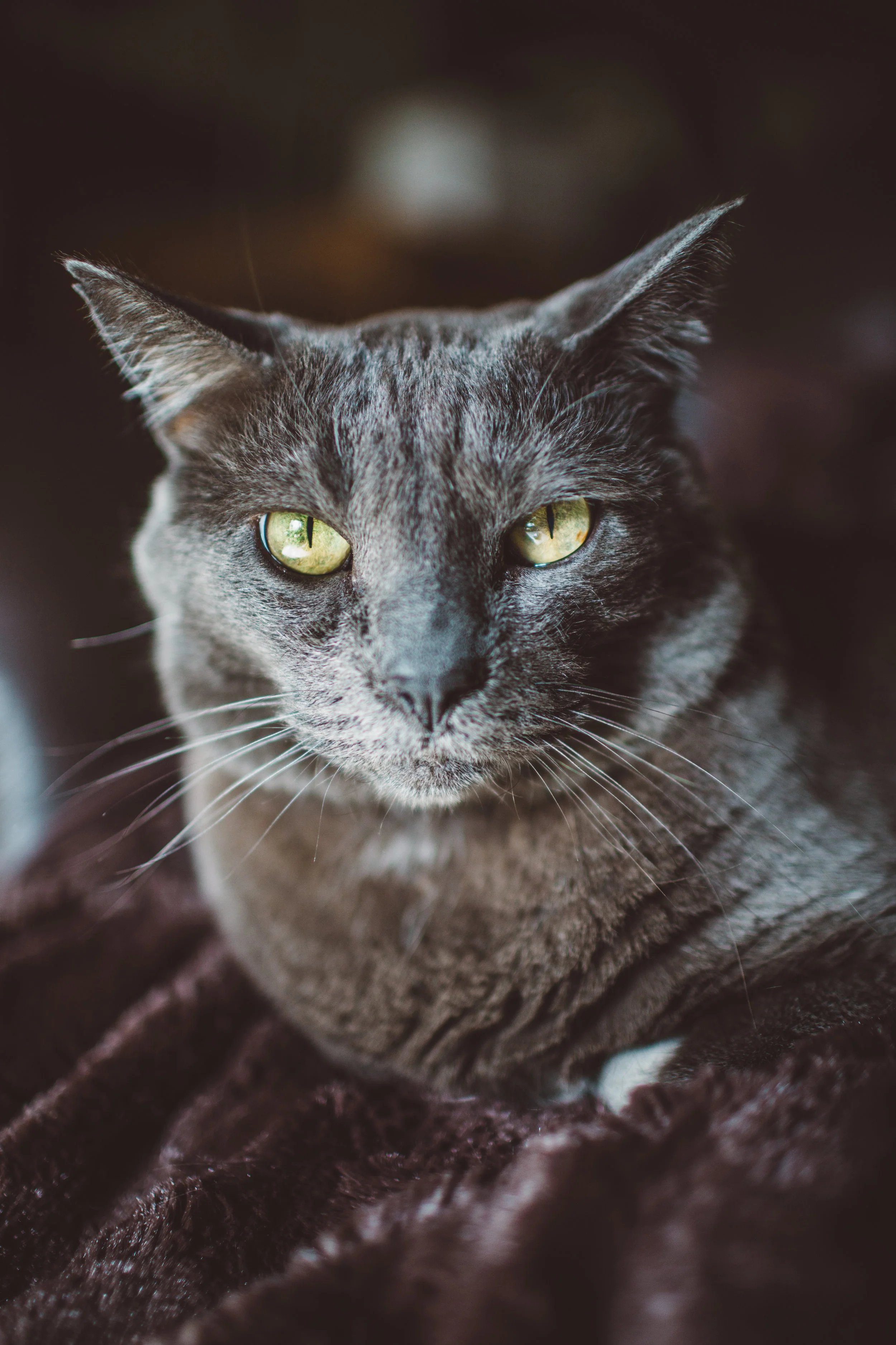 smokey-0611.jpg
