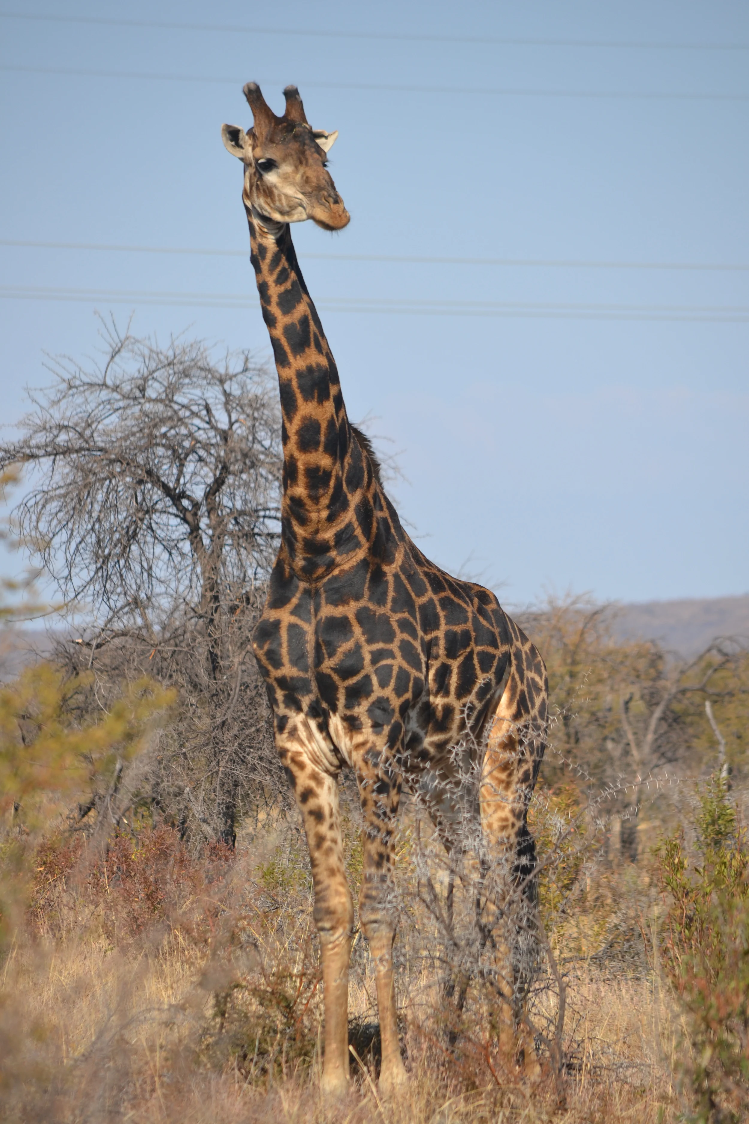 DSC_0364.jpg