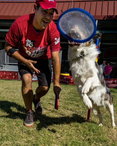 Chris Perondi and stuntdog Vinnie Valentino training on the weave poles.