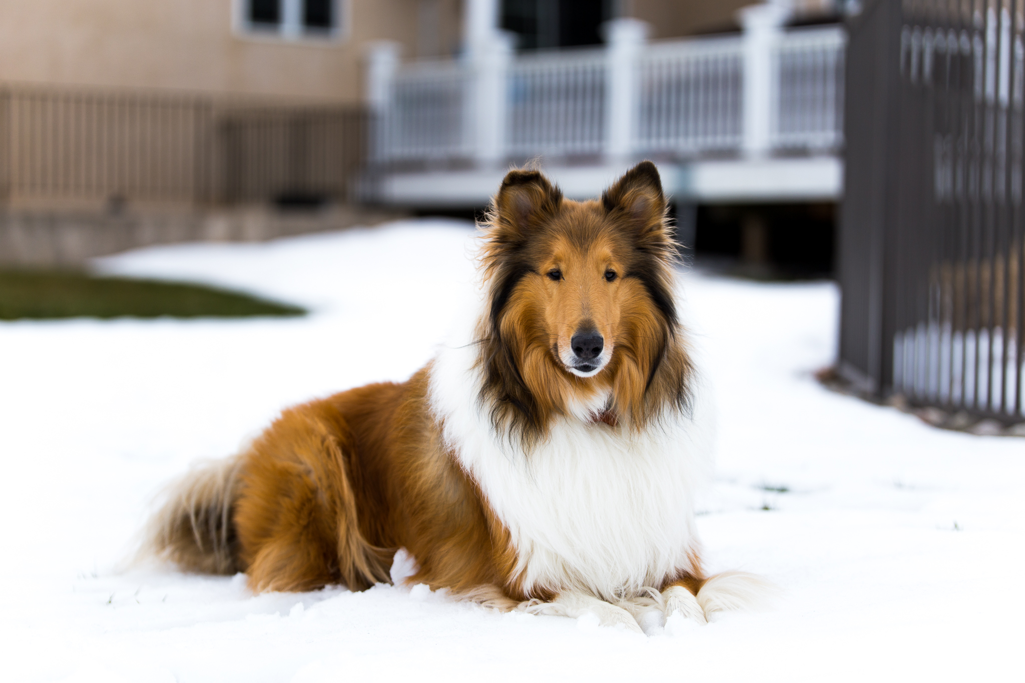 Cody