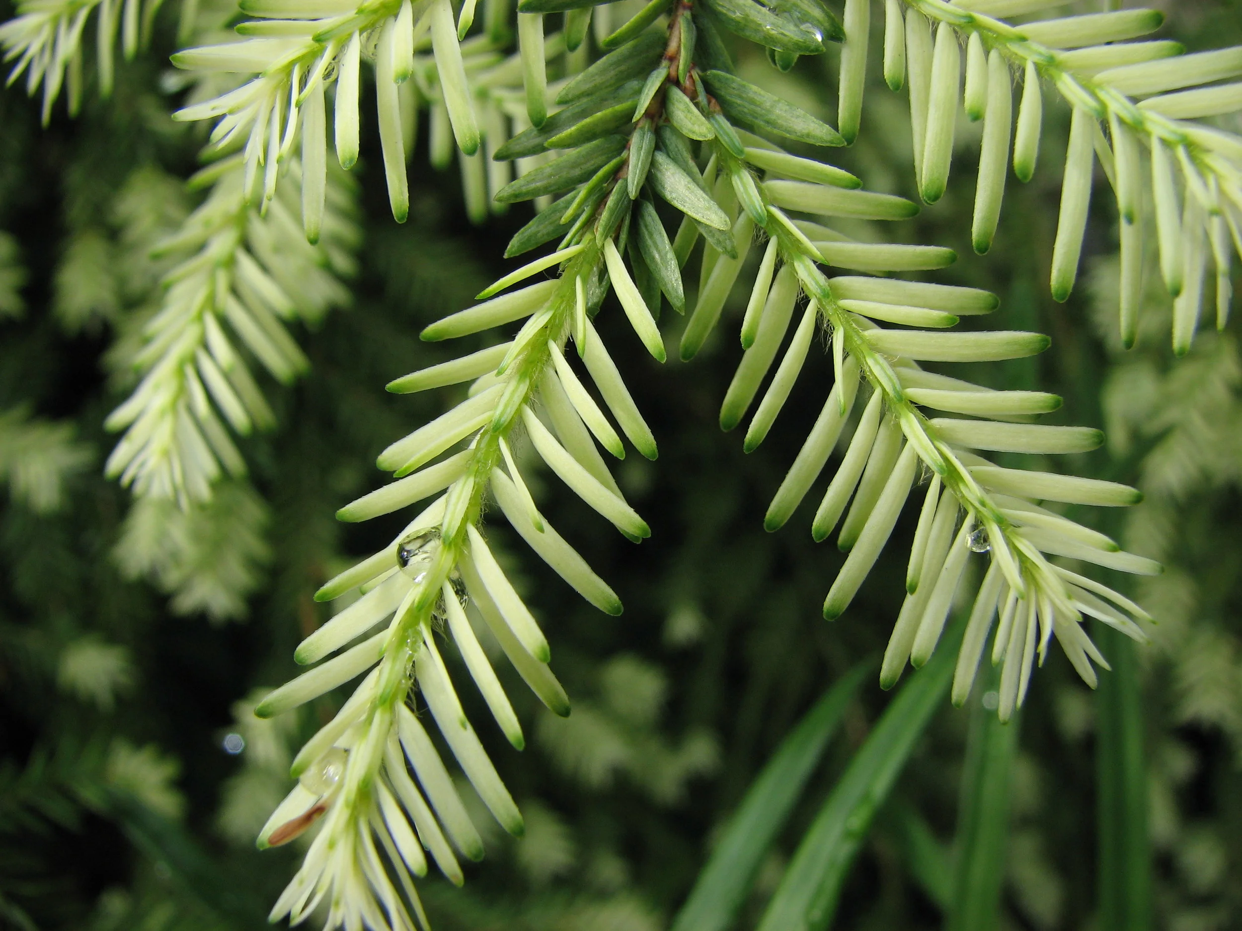 Tsuga_canadensis_(needles).jpg