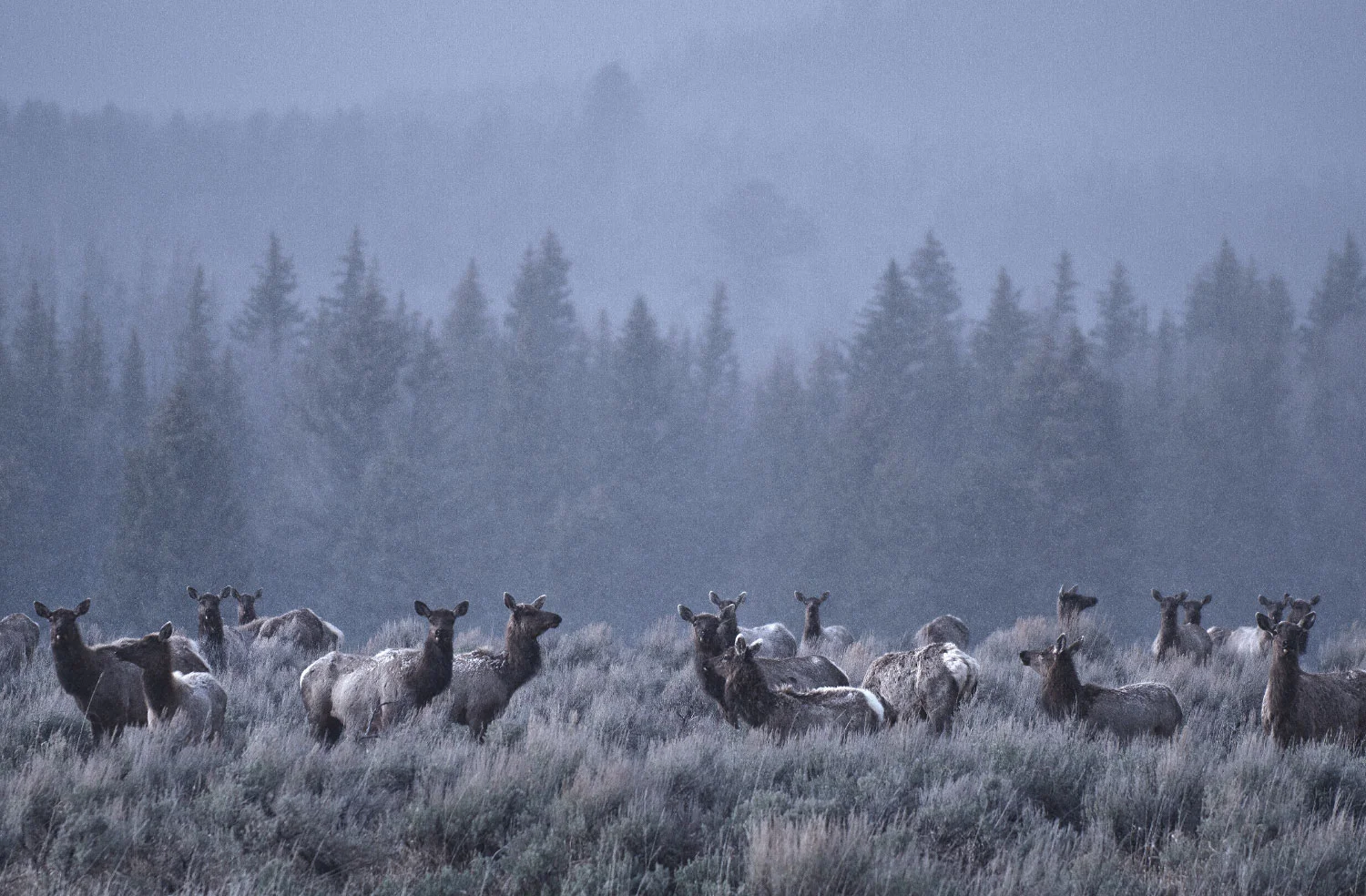 Grand Teton National Park, Wyoming, USA
