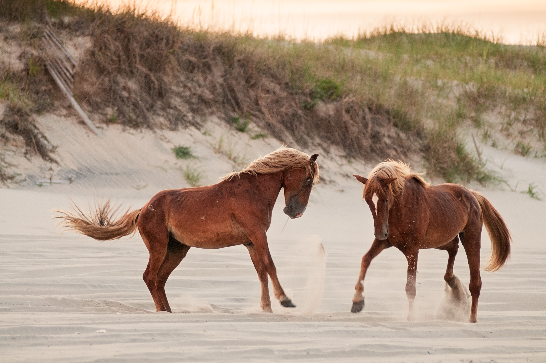 Wild horses on Corolla, Outer Banks, NC