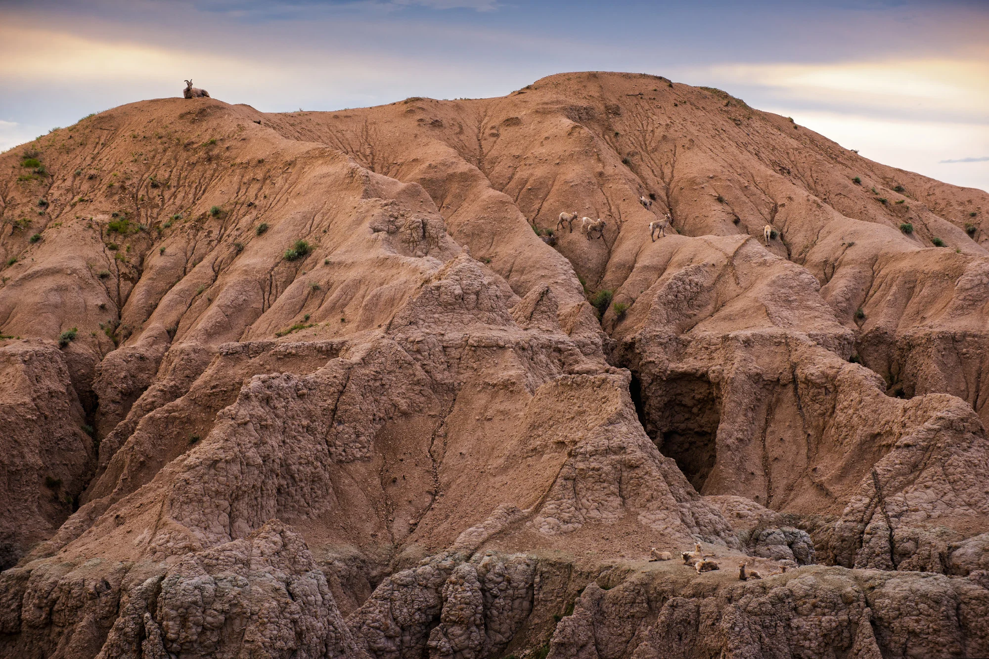 Goats on the Badlands, South Dakota, USA