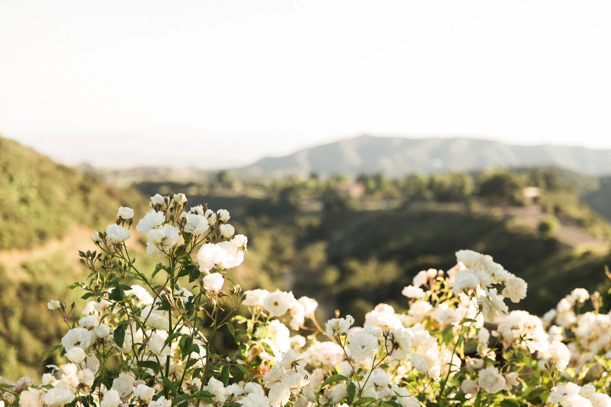 Romantic Rose Bushes Covering The Grounds