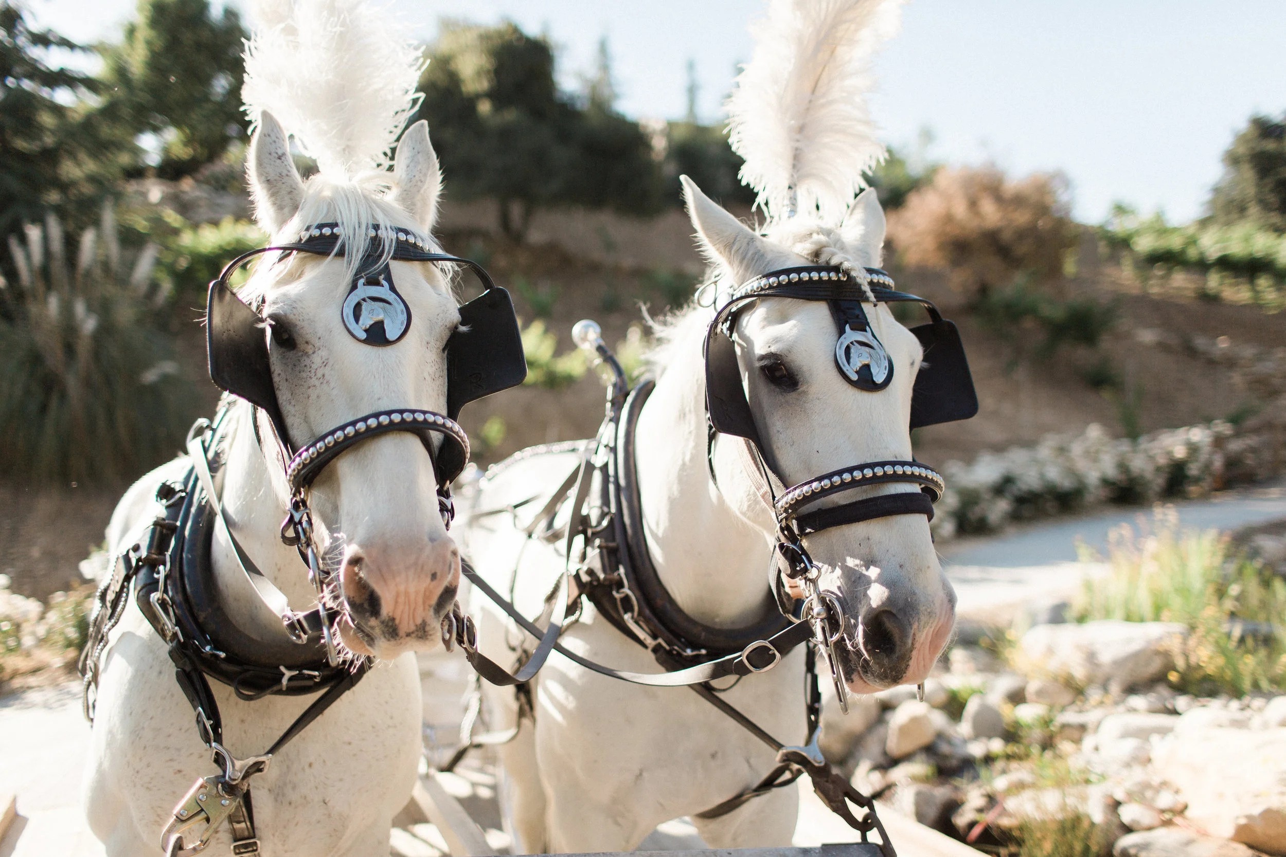 Fairytale Carriage Horses