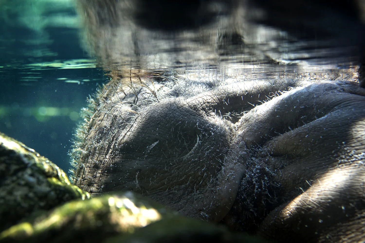 Submerged hippo at the San Diego Zoo.