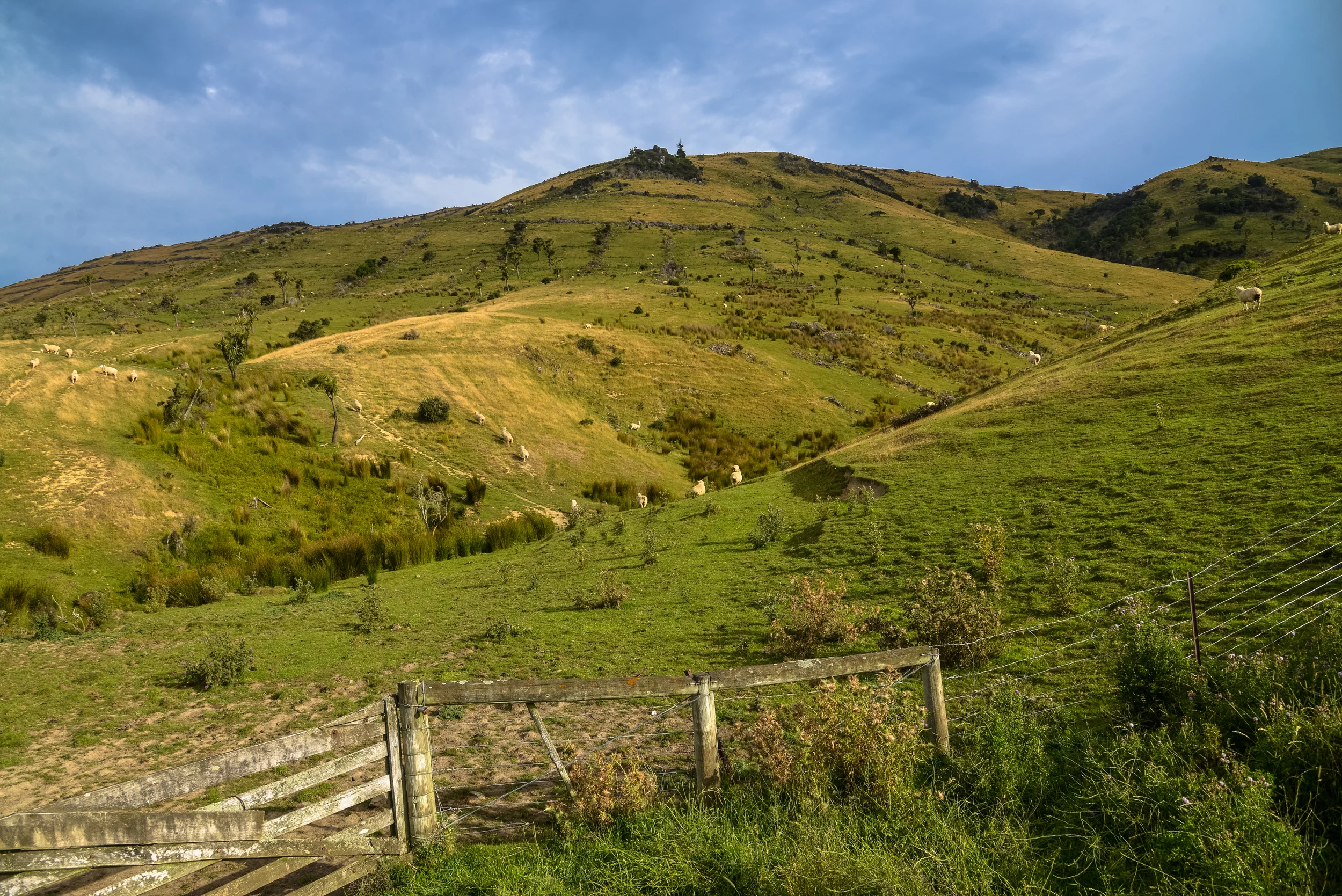 NZ-239.jpg