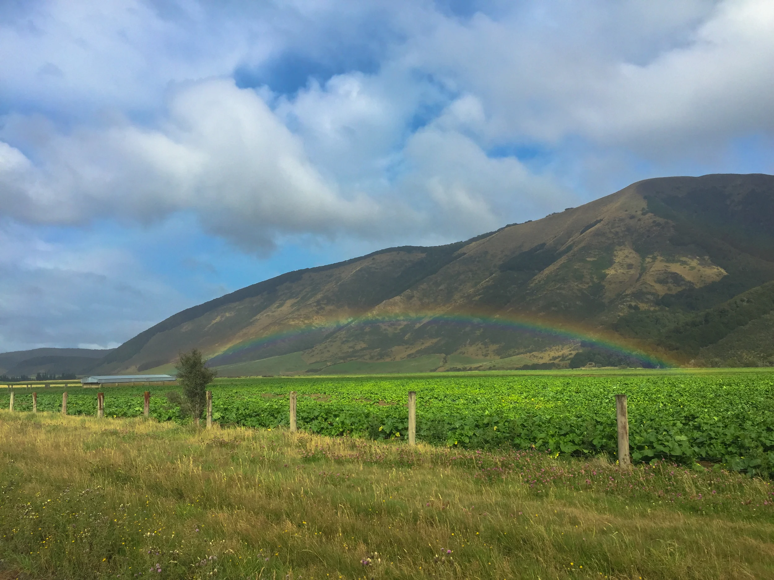 NZ-226.jpg
