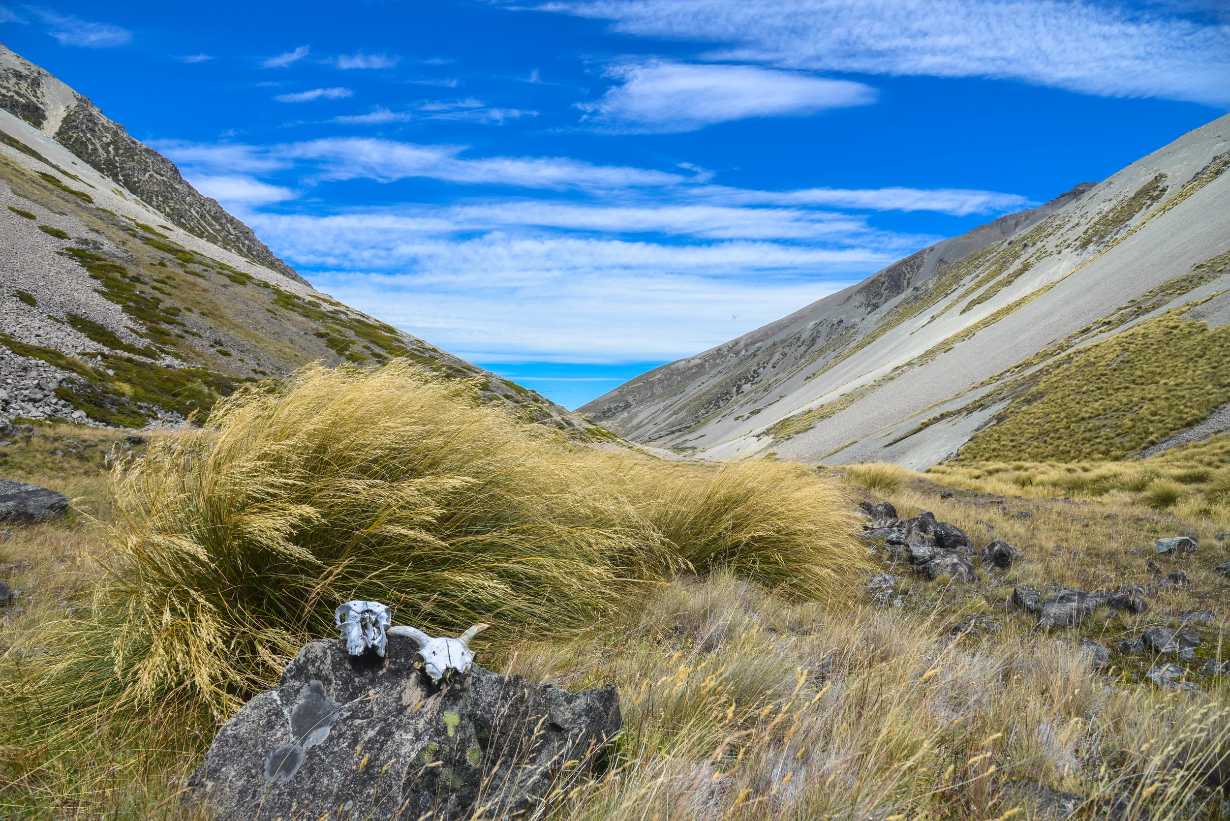NZ-193.jpg