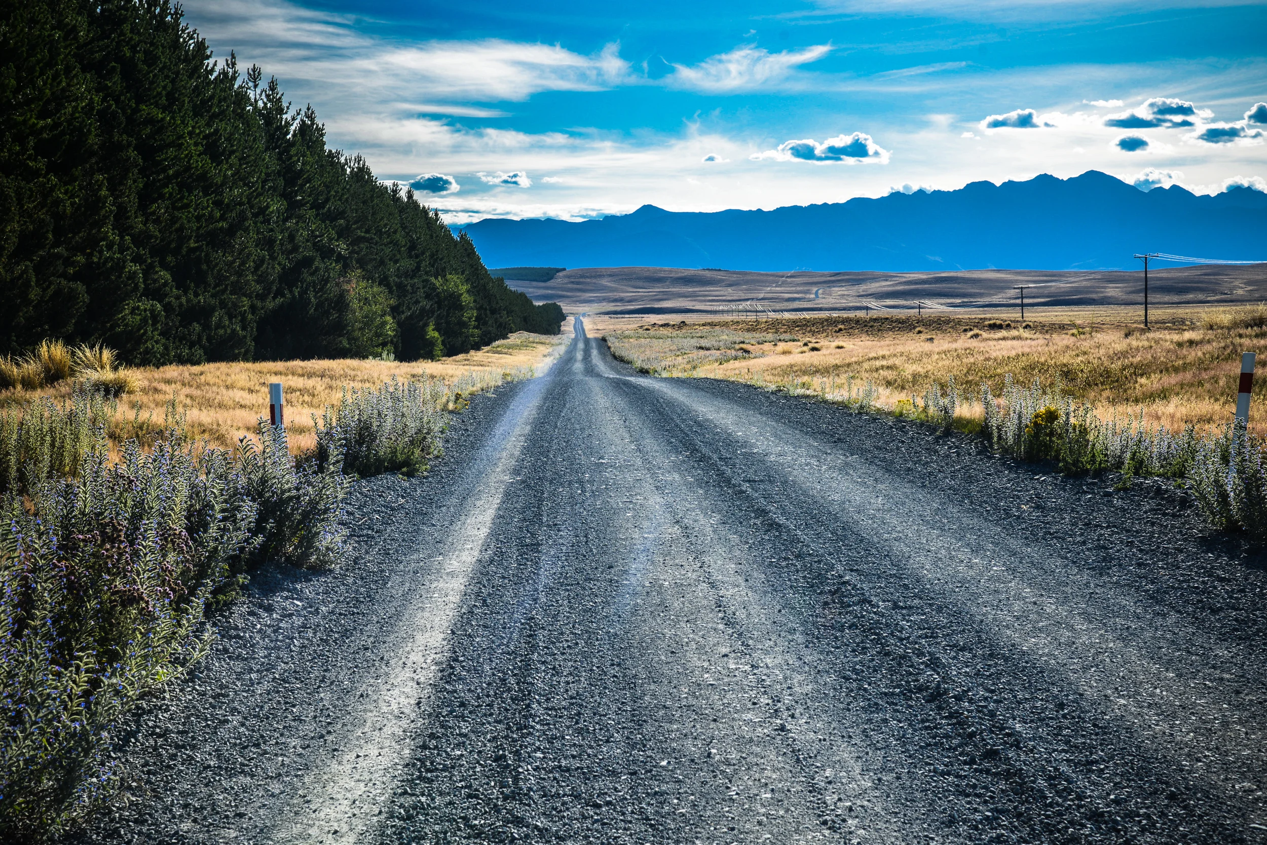 NZ-175.jpg