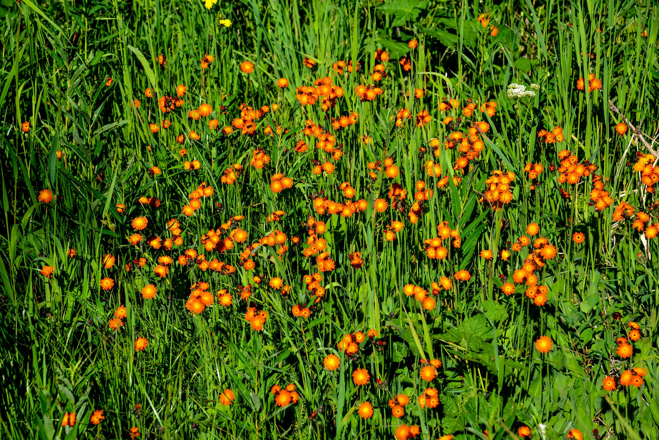 DSC_2231.jpg