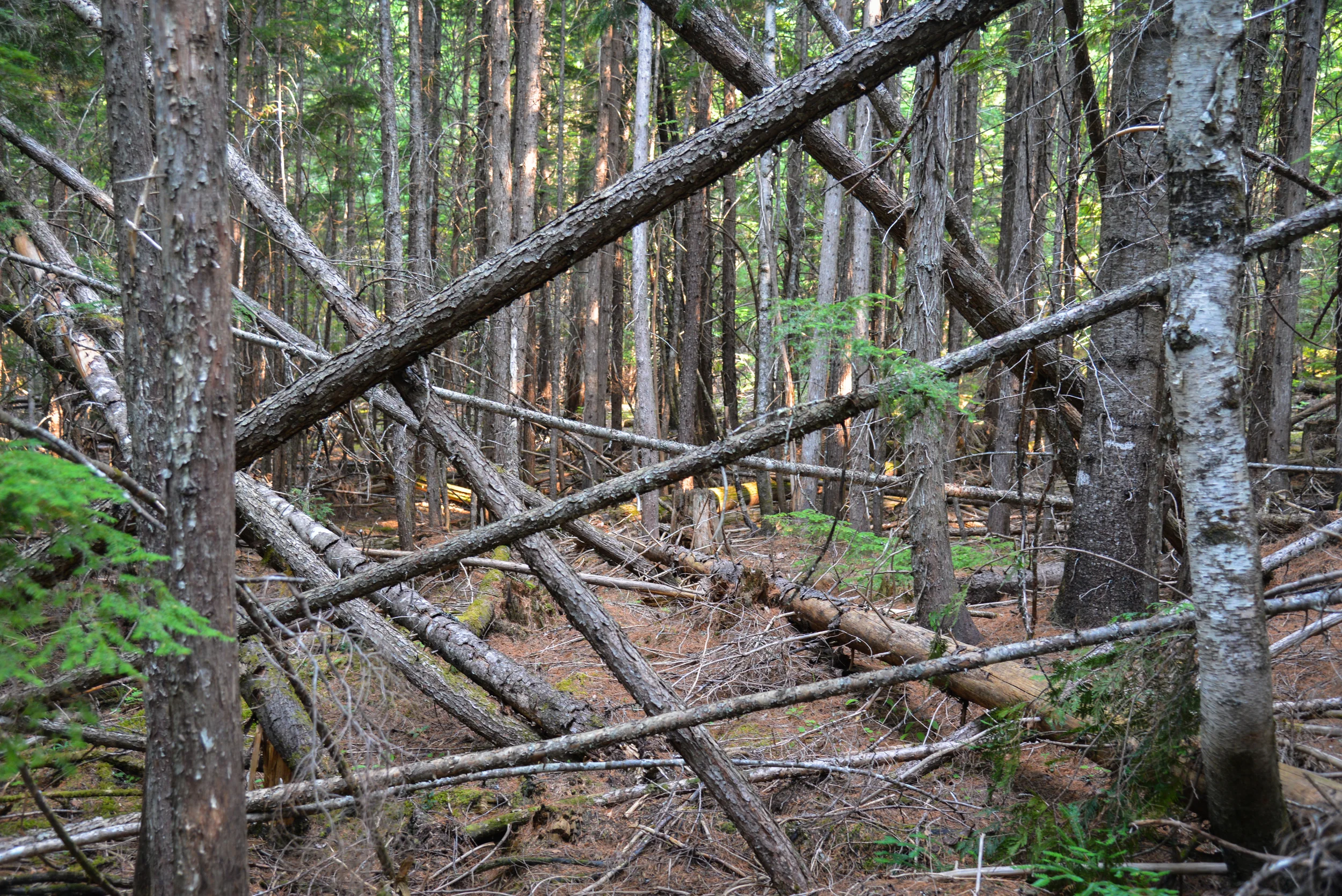 DSC_2349.jpg