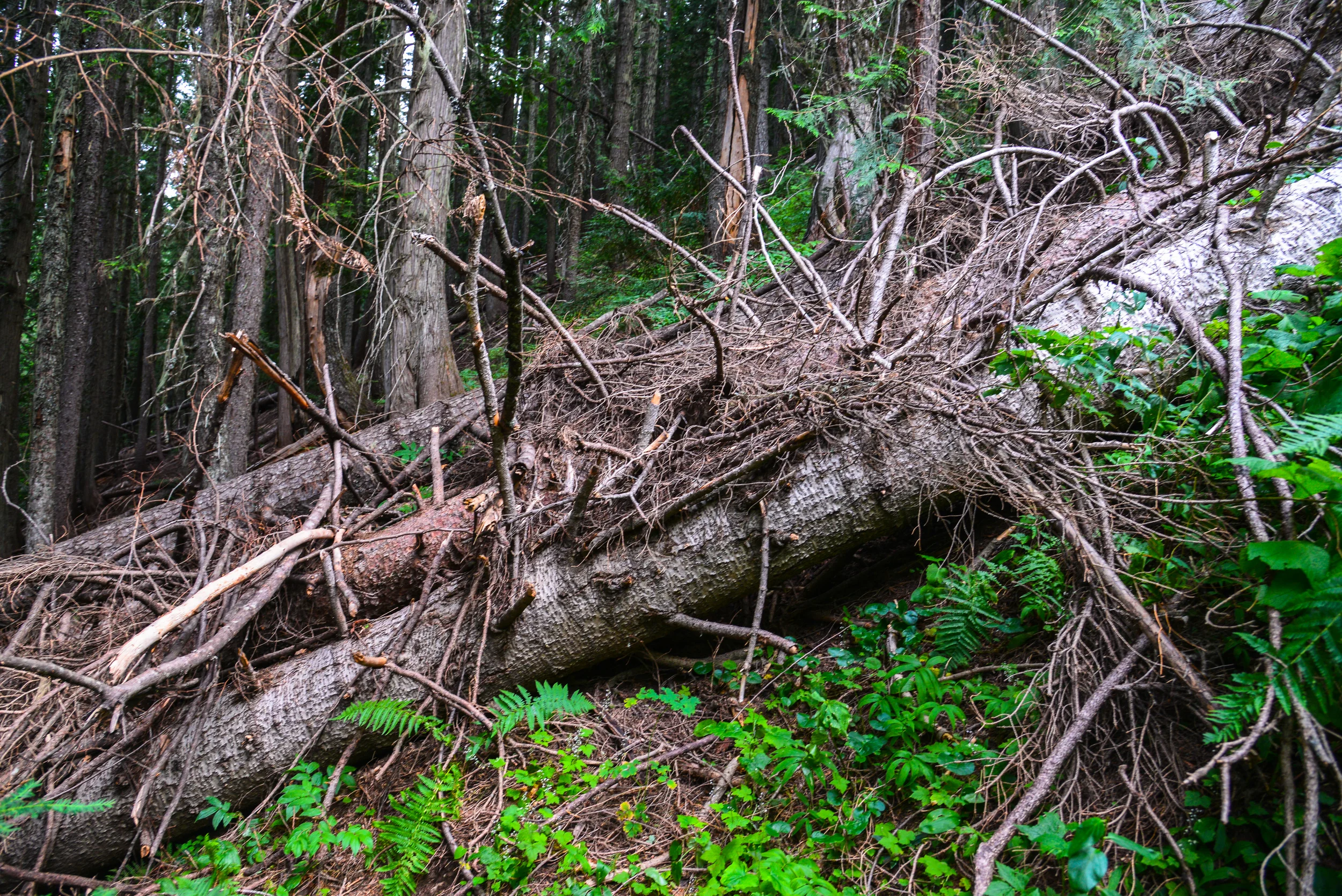 DSC_2360.jpg