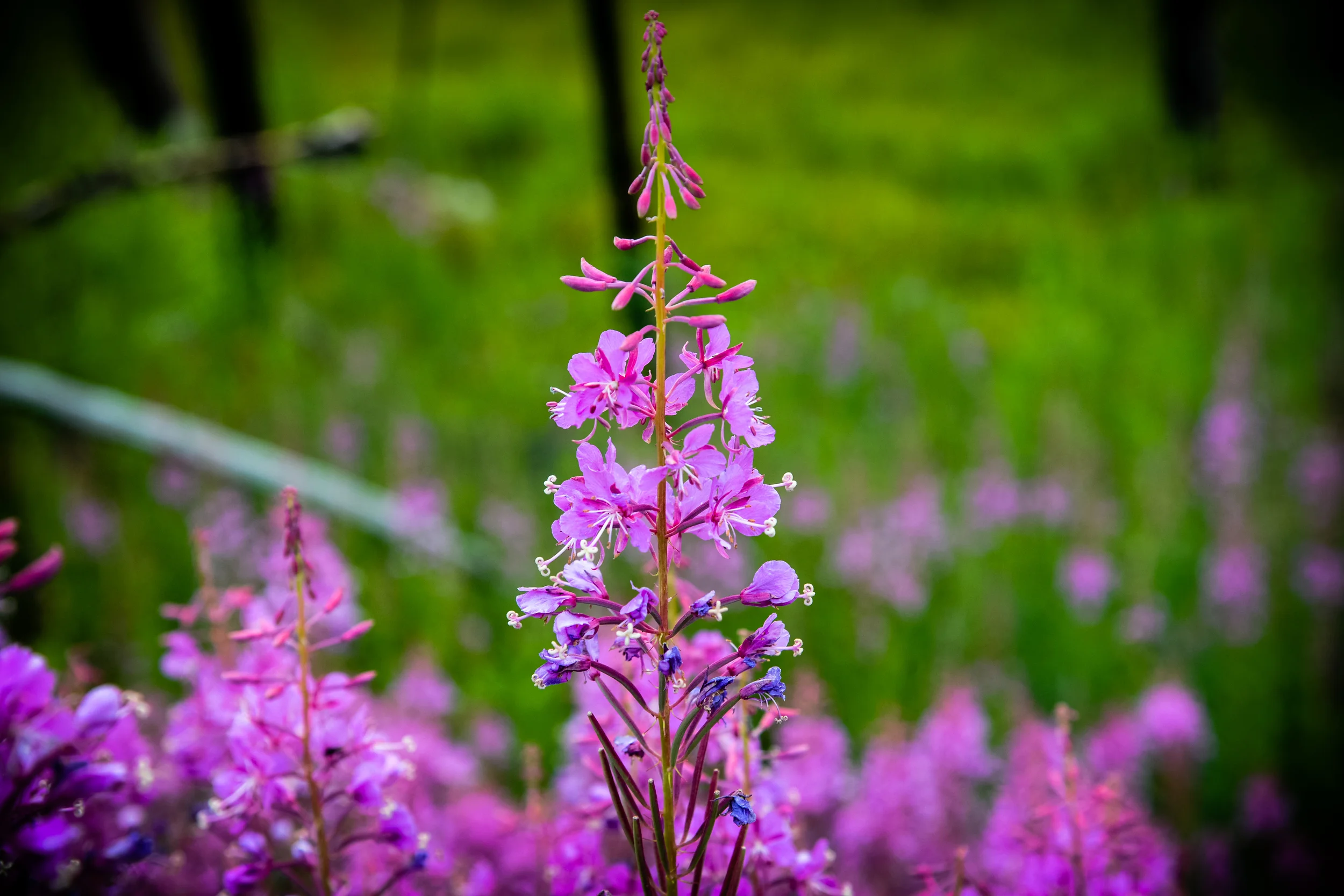 DSC_2654.jpg