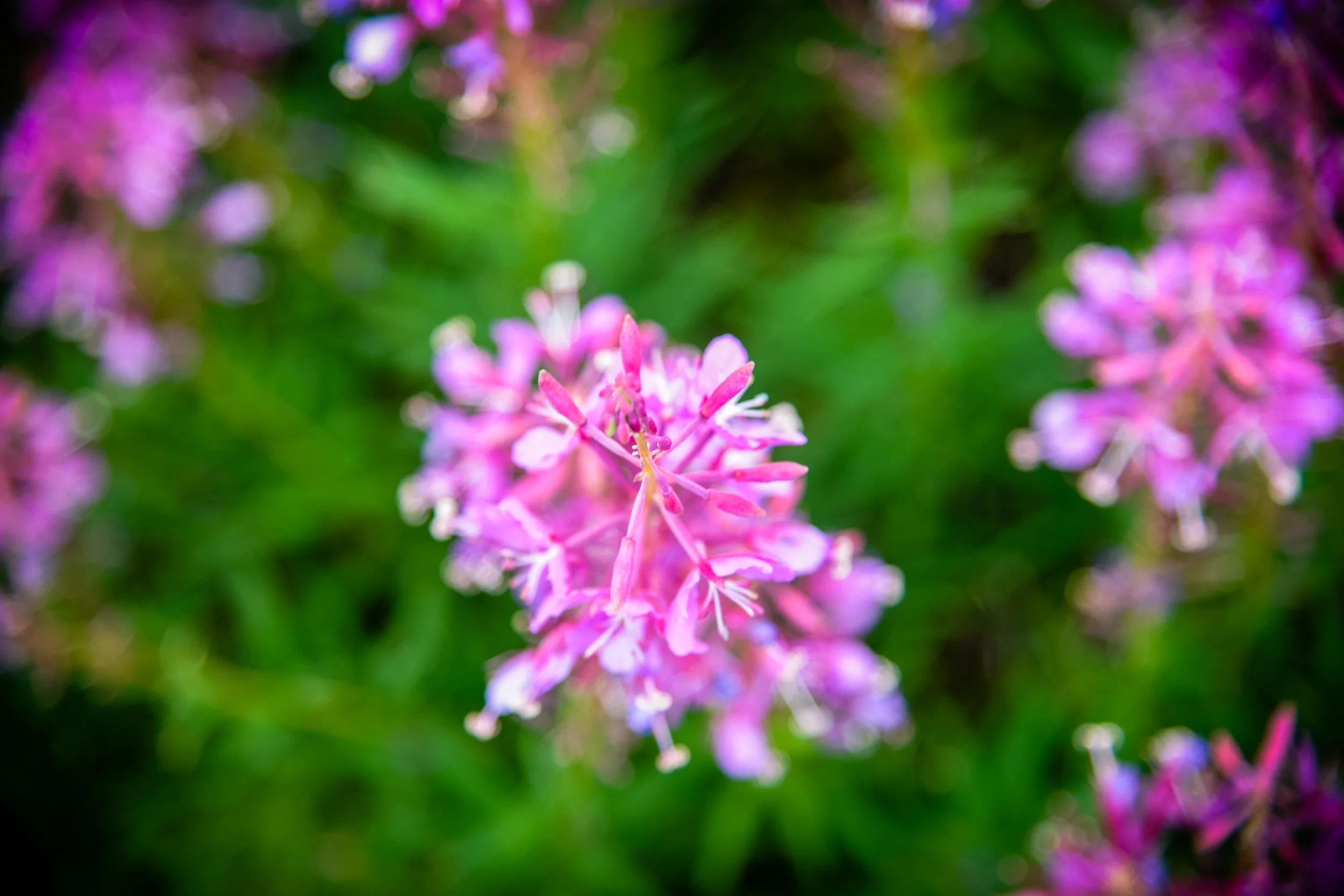 DSC_2656.jpg