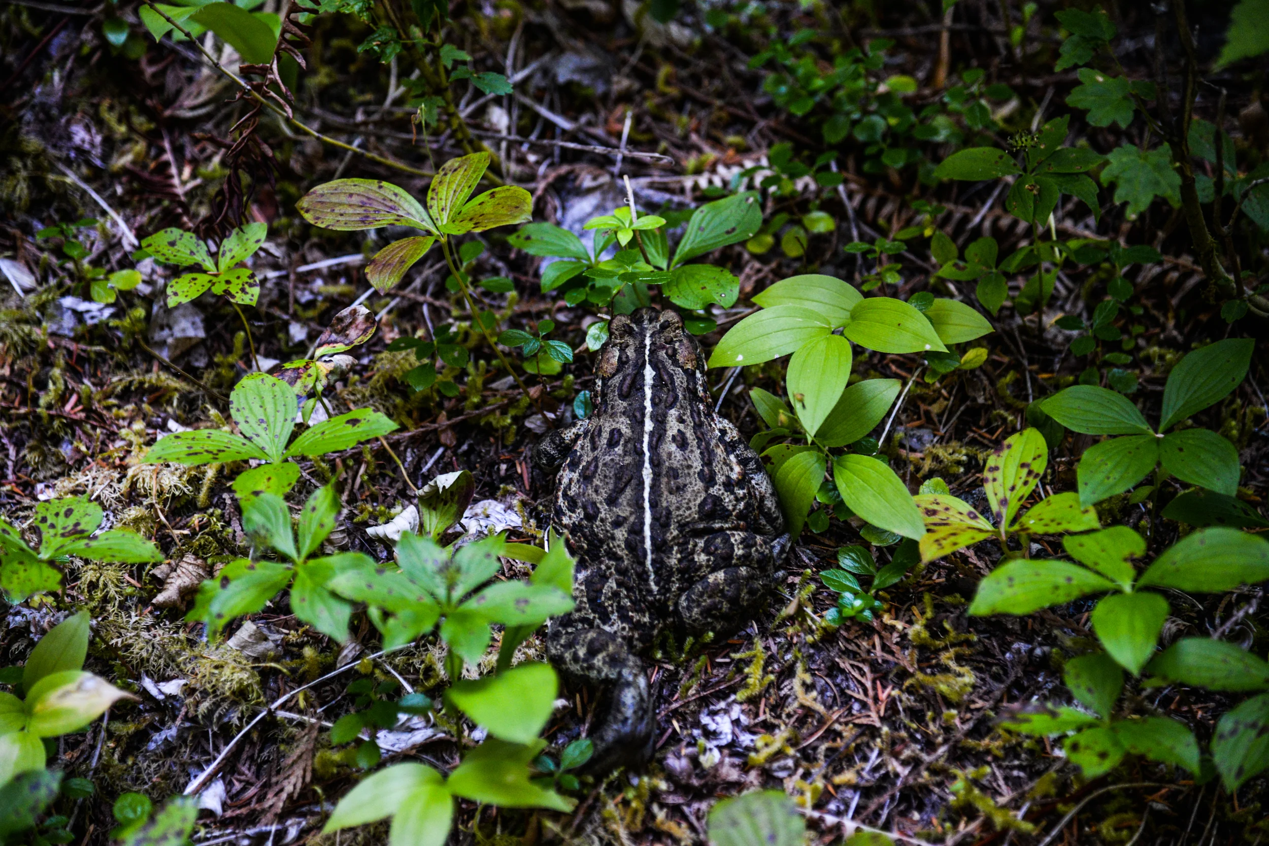 DSC_3046.jpg
