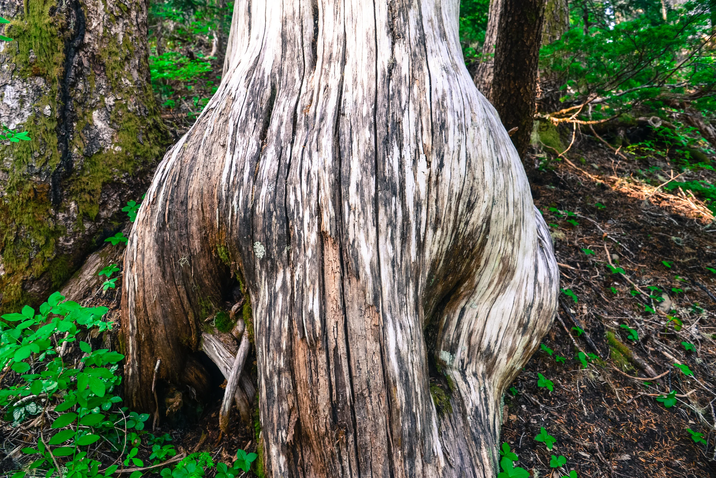 DSC_3727.jpg