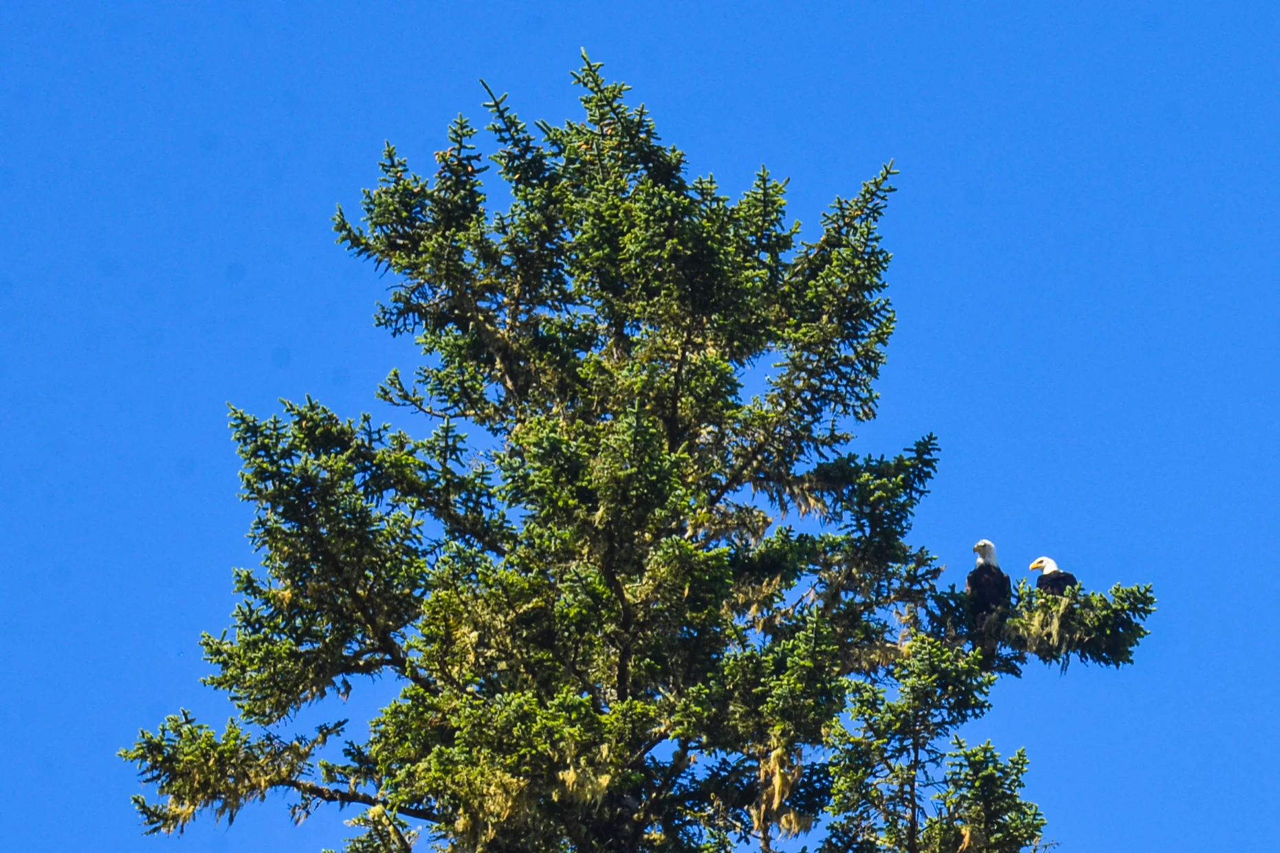 DSC_4271.jpg