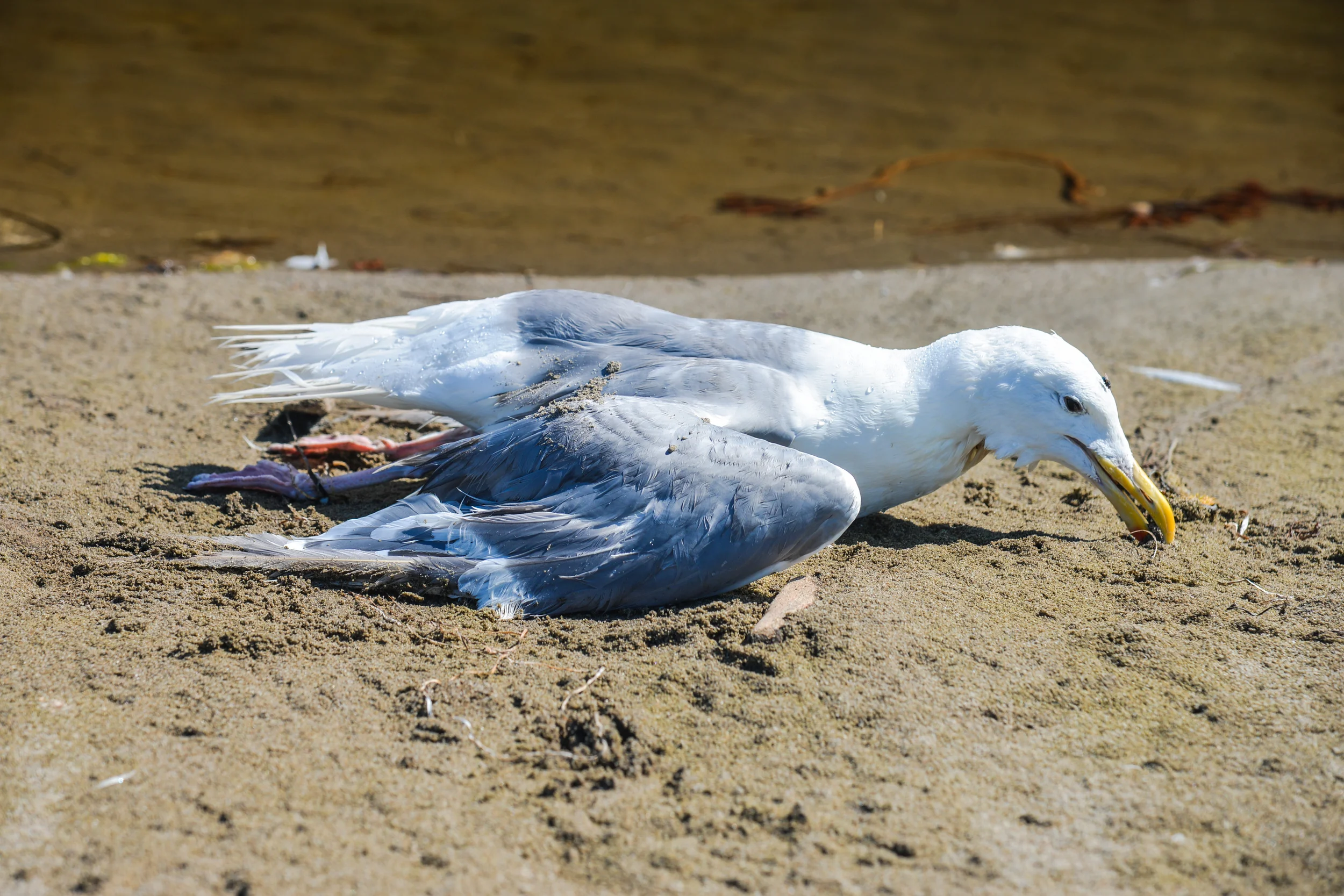 DSC_4304.jpg
