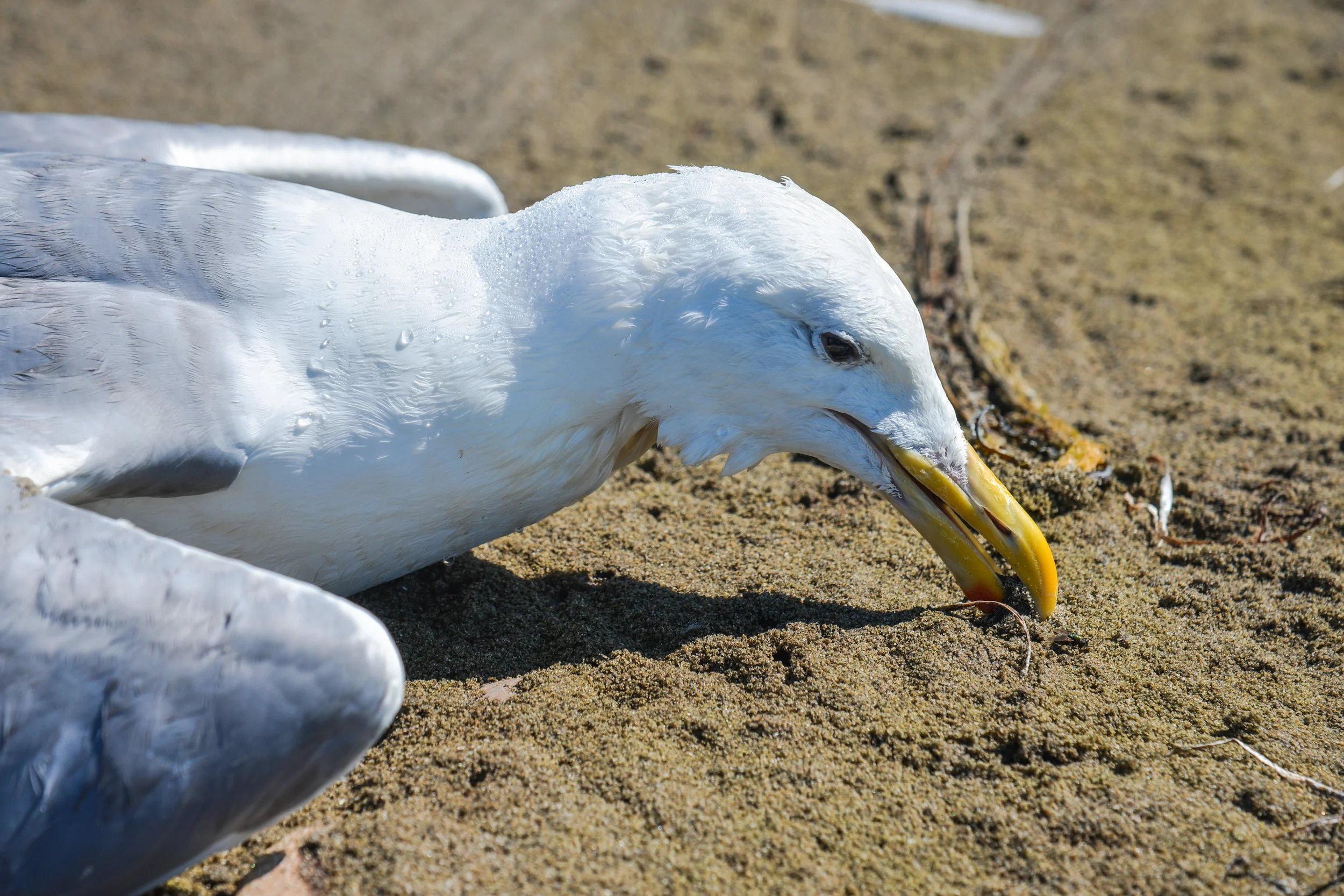 DSC_4306.jpg