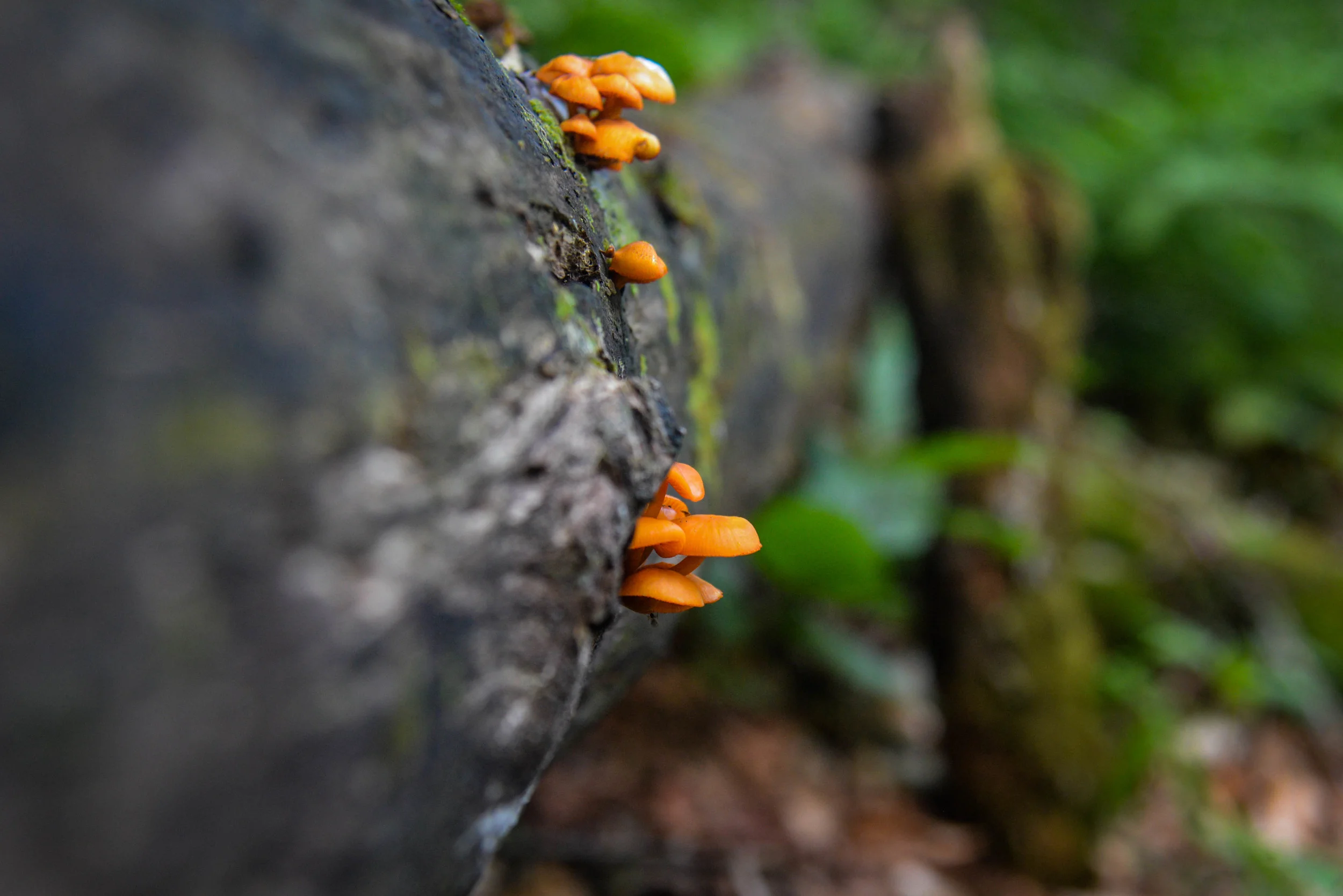 DSC_7765.jpg