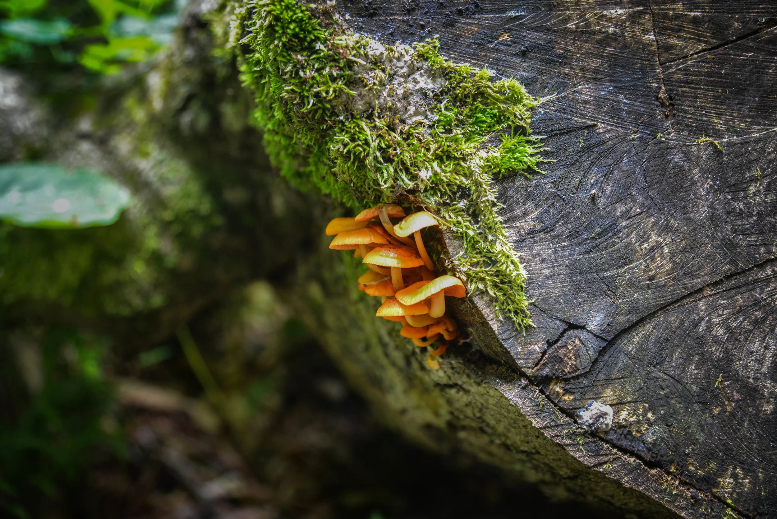 DSC_7776.jpg