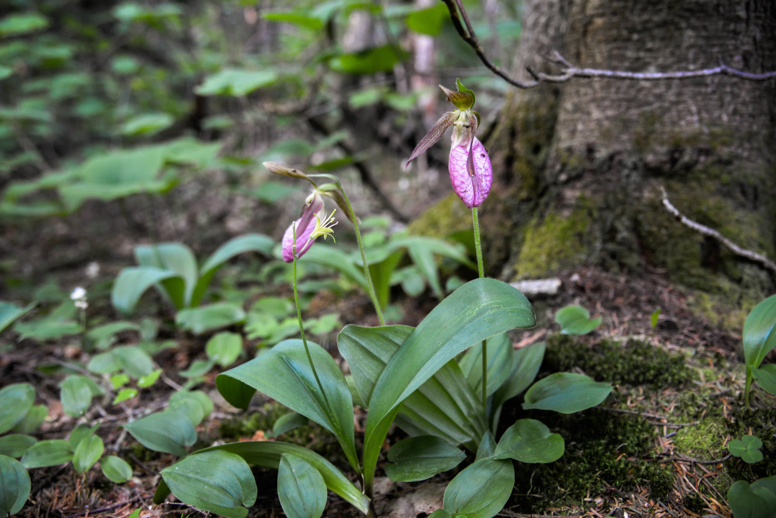 DSC_7526.jpg