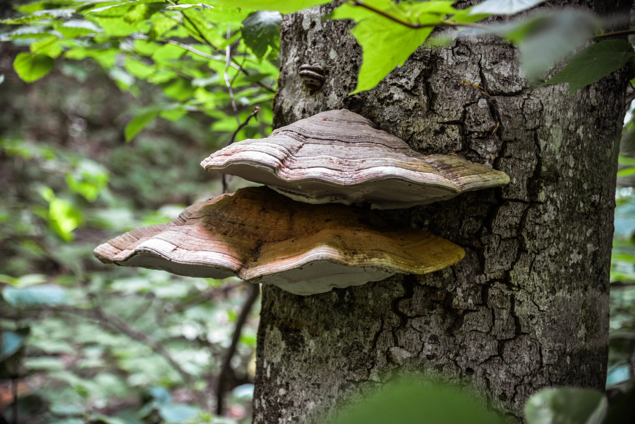 DSC_7570.jpg
