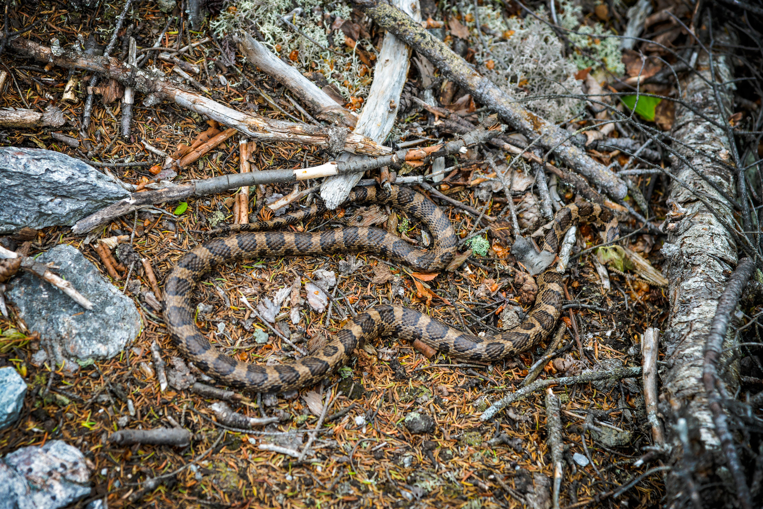 DSC_7637.jpg