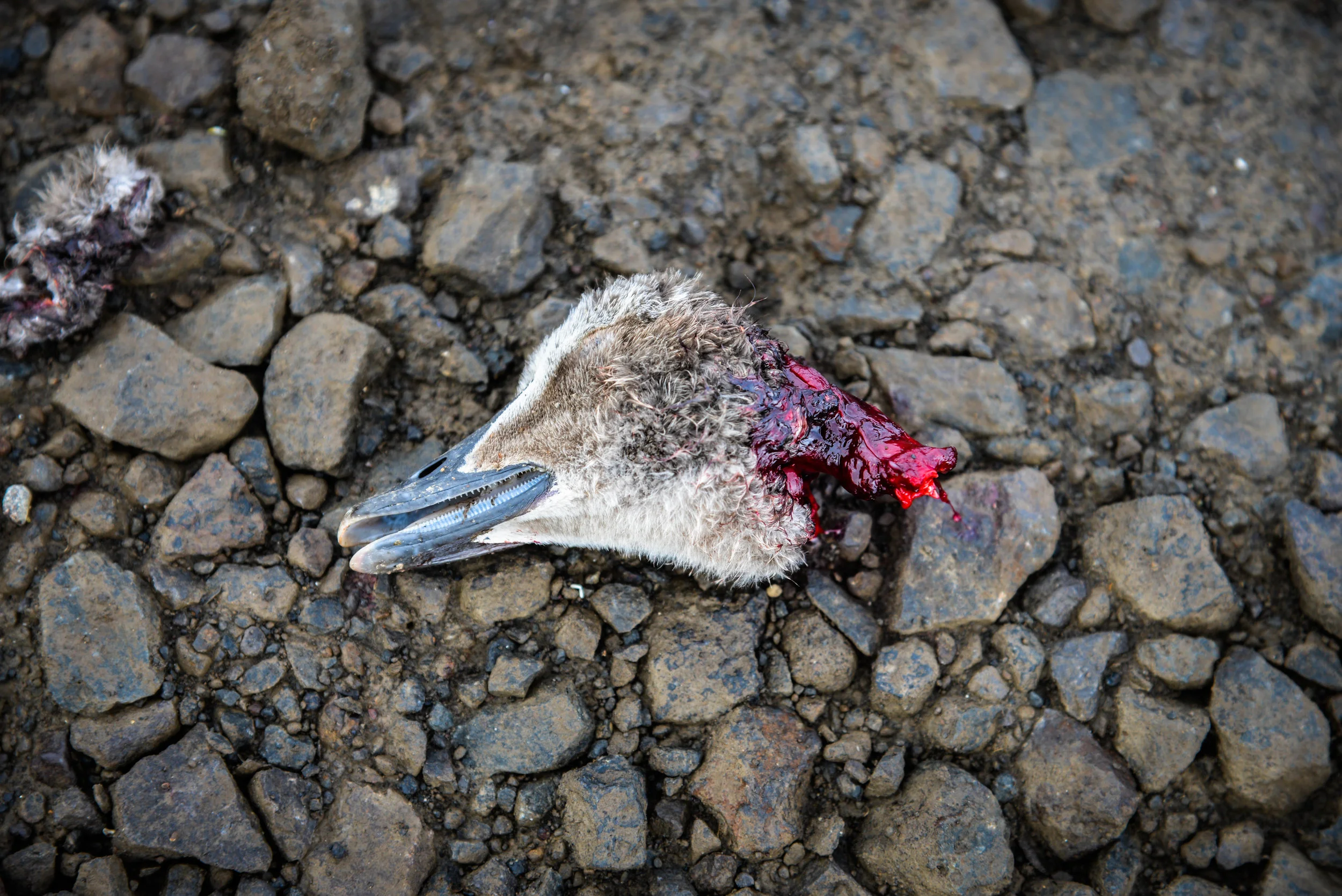 DSC_7934.jpg