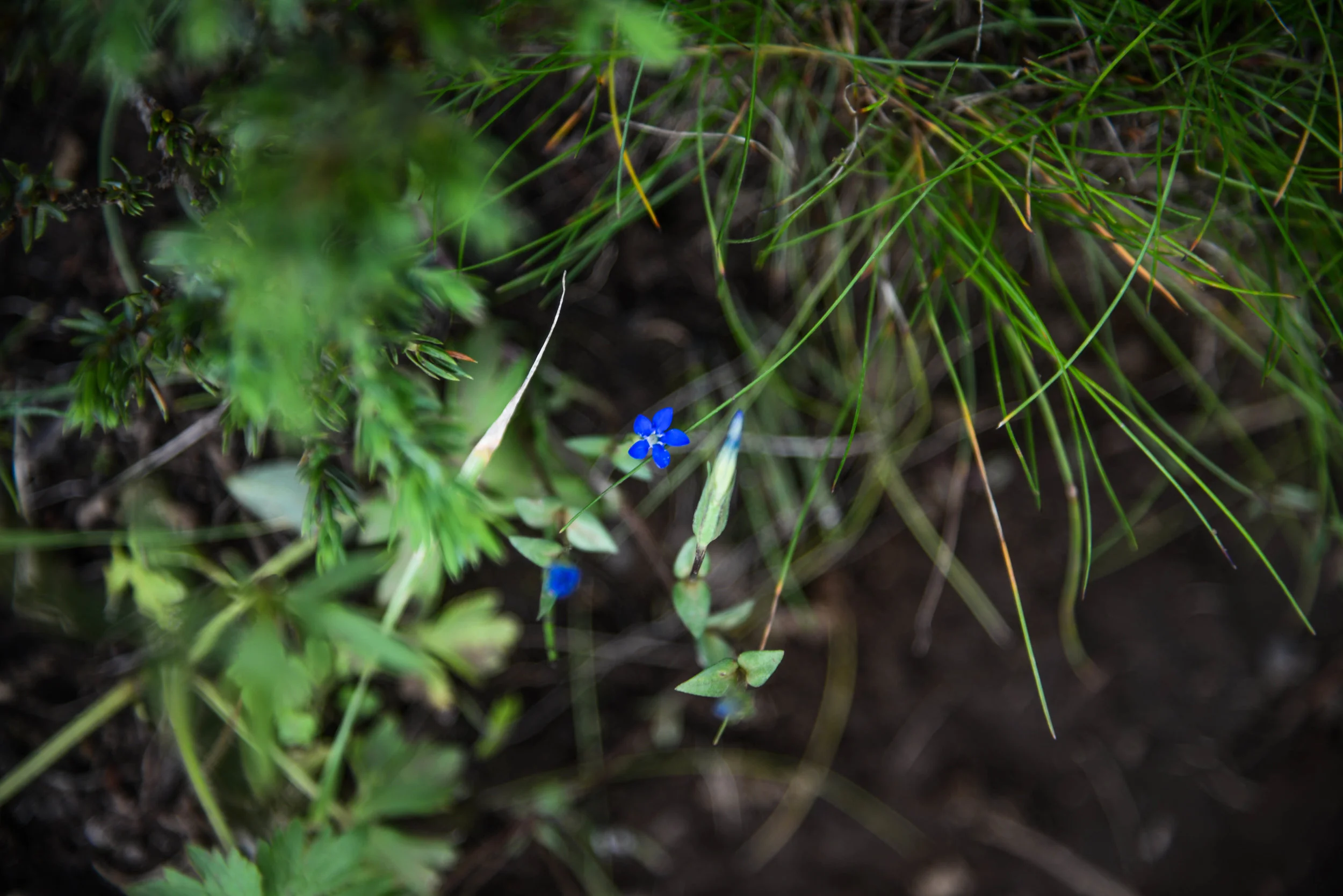 DSC_8238.jpg
