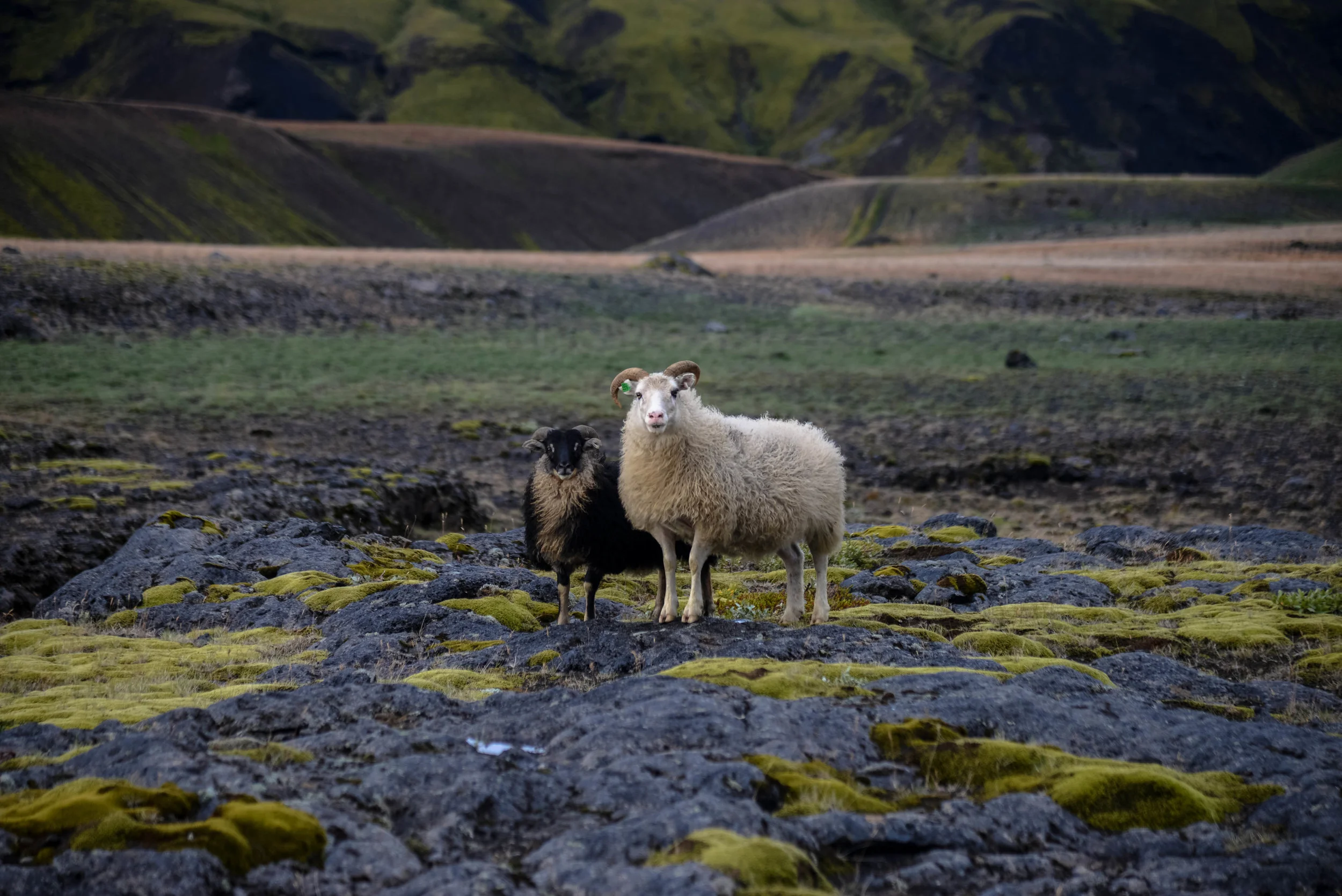 DSC_8929.jpg
