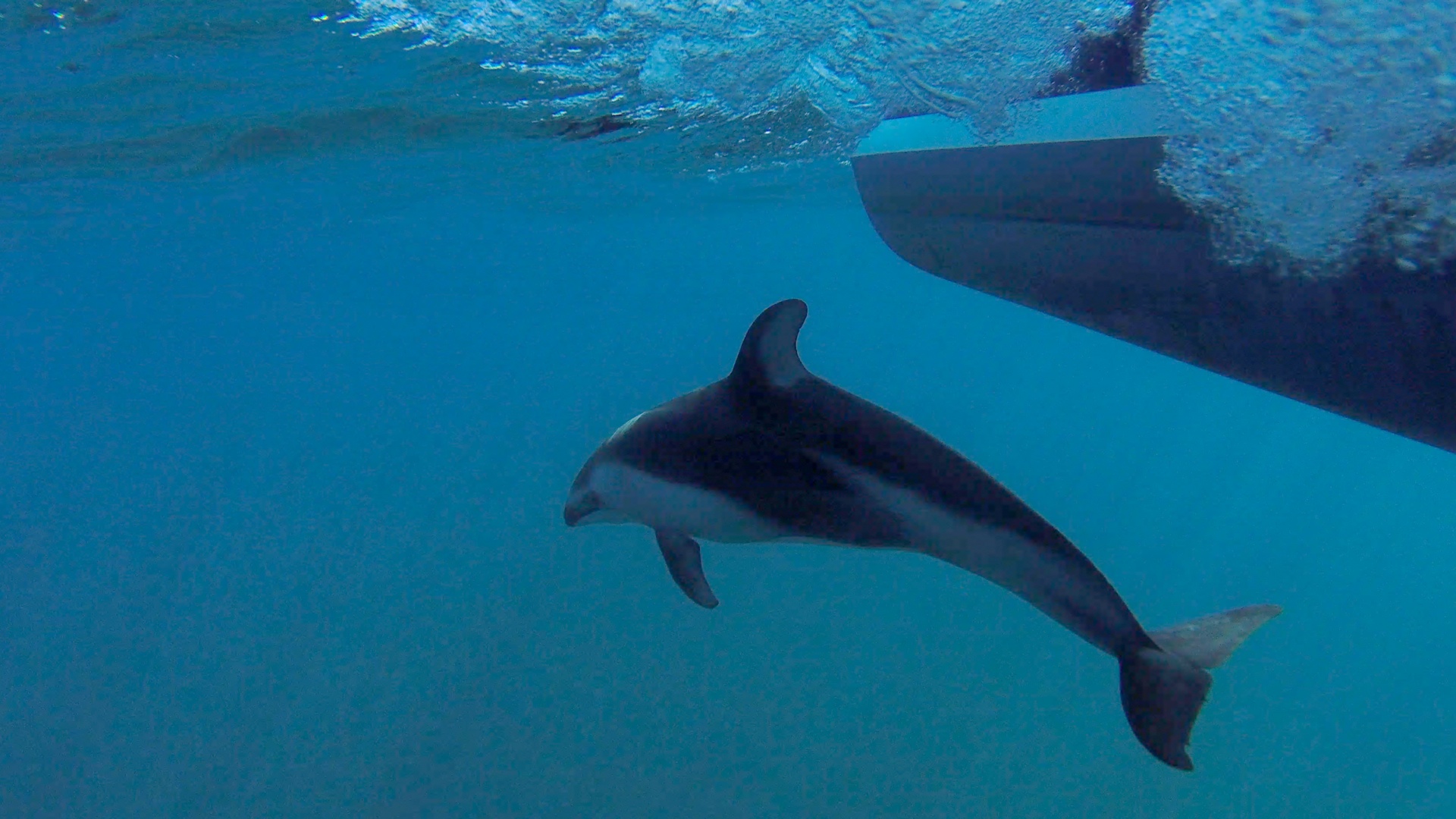 Dolphin Watching San Diego