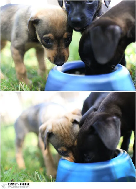 FosterPuppy+%25285+of+40%2529.jpg