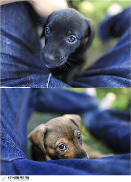 FosterPuppy+%25284+of+40%2529.jpg