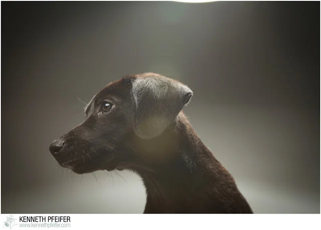 Puppy%2BPhoto%2BShoot-276.jpg