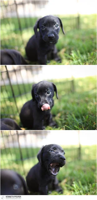 FosterPuppy+%25289+of+40%2529.jpg