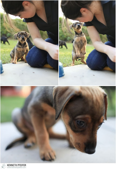 FosterPuppy+%252831+of+40%2529.jpg