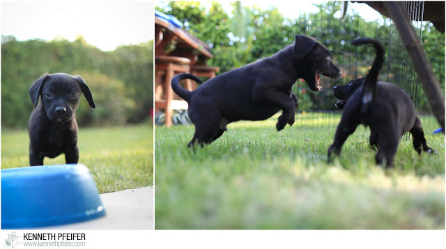 FosterPuppy+%252829+of+40%2529.jpg
