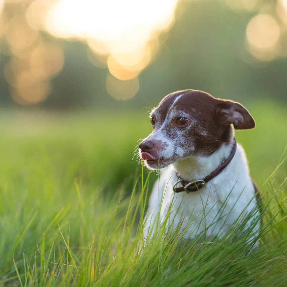 Pet Portrait Session
