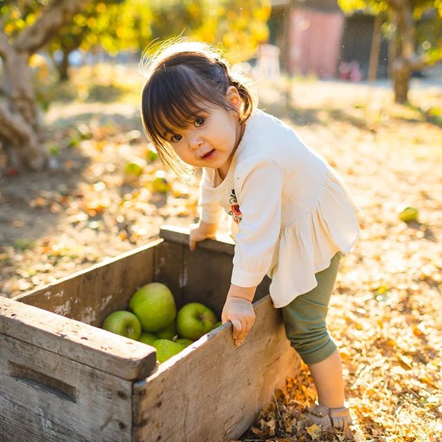 🍂🍎🍁🍏🍂🍎🍁🍏🍂